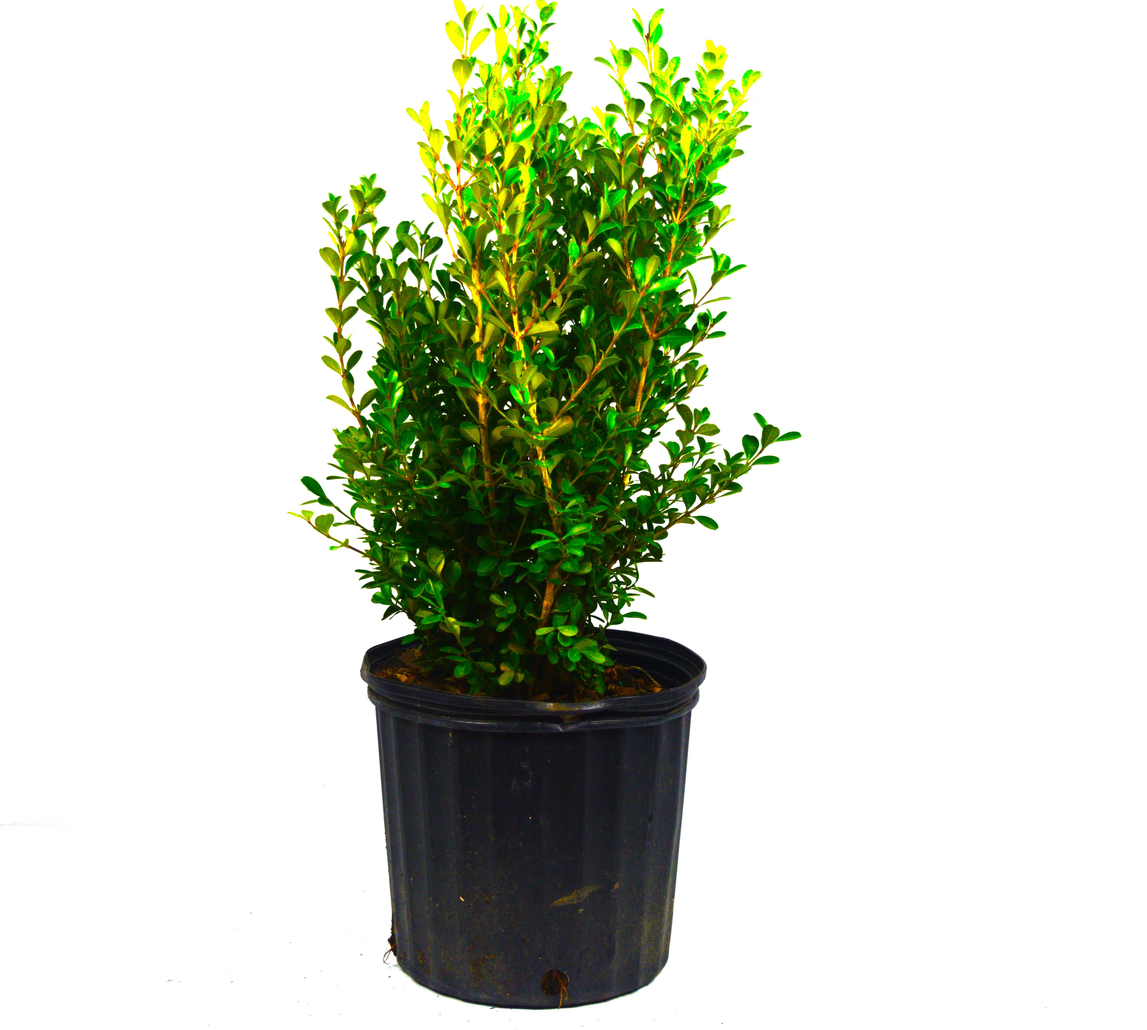 Japanese Boxwood - Image 8