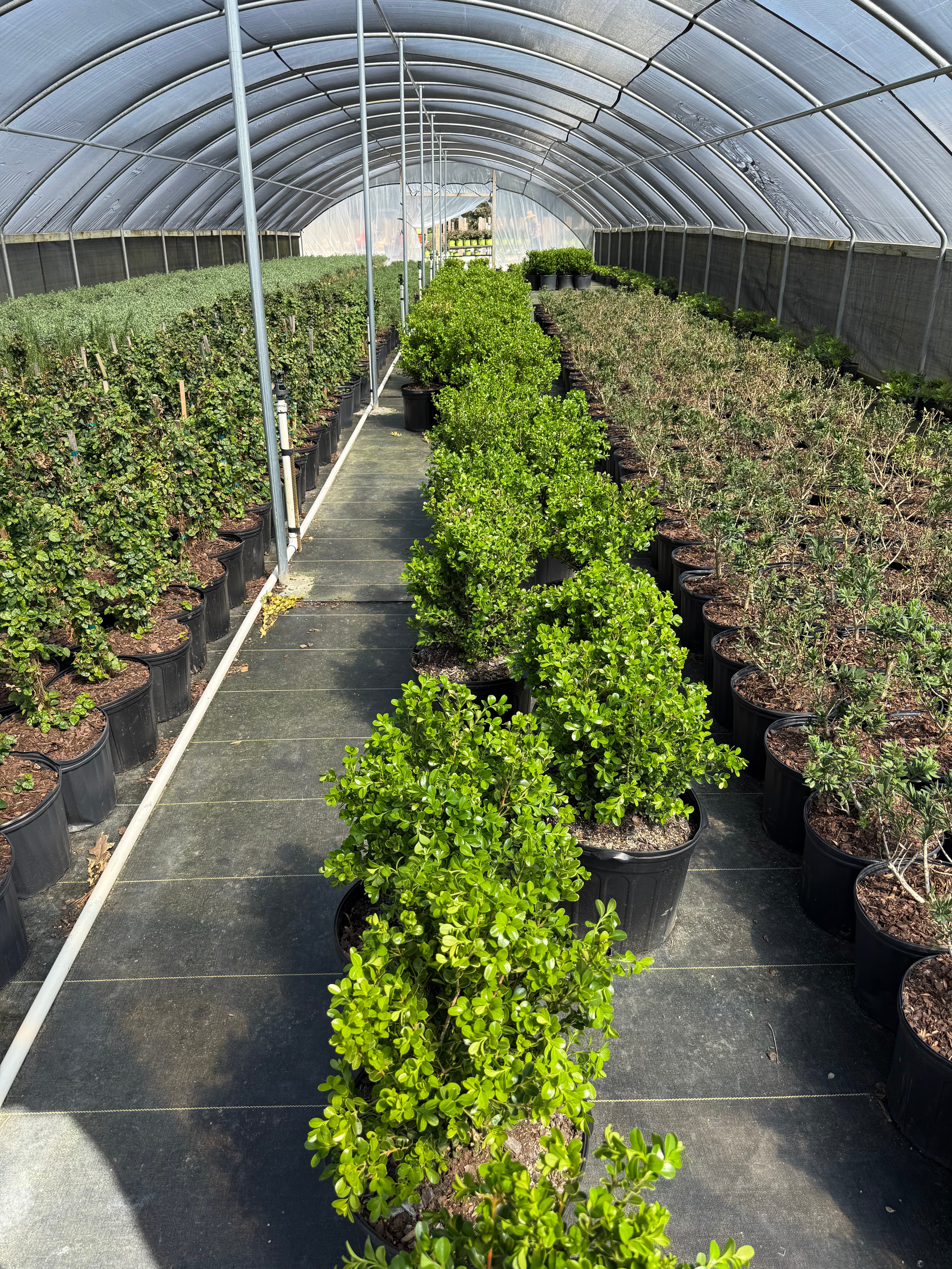 Japanese Boxwood - Image 9