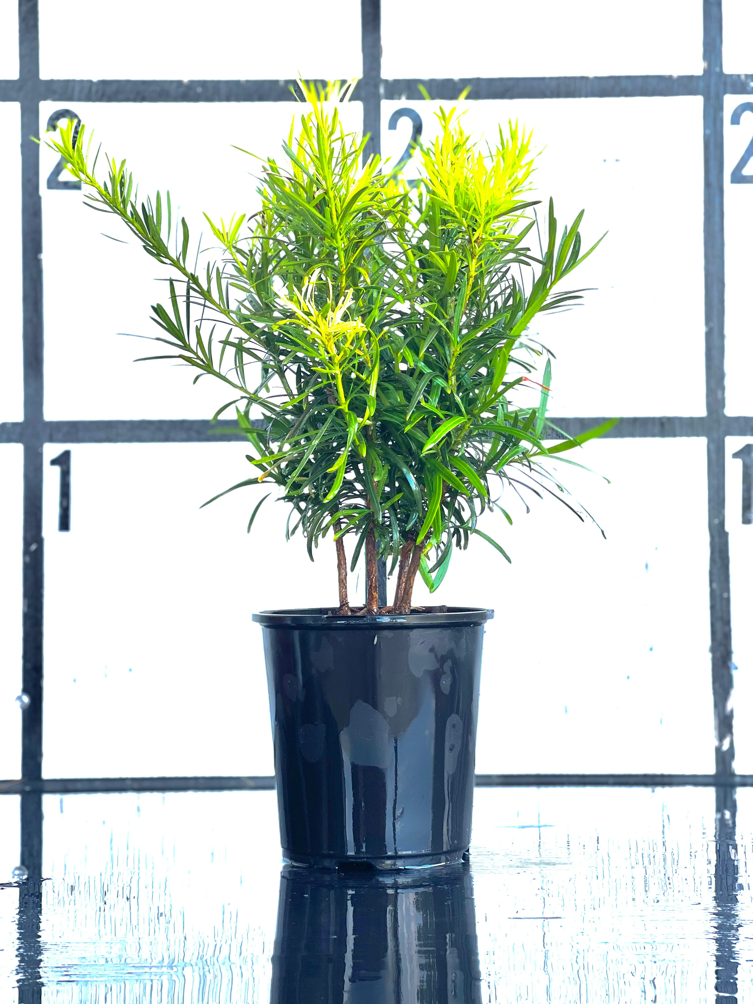 Japanese Yew - Image 10