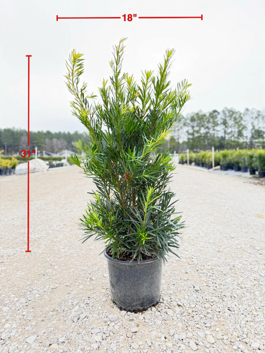 Japanese Yew - Image 3
