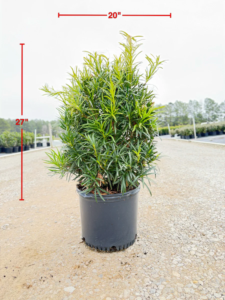 Japanese Yew - Image 4