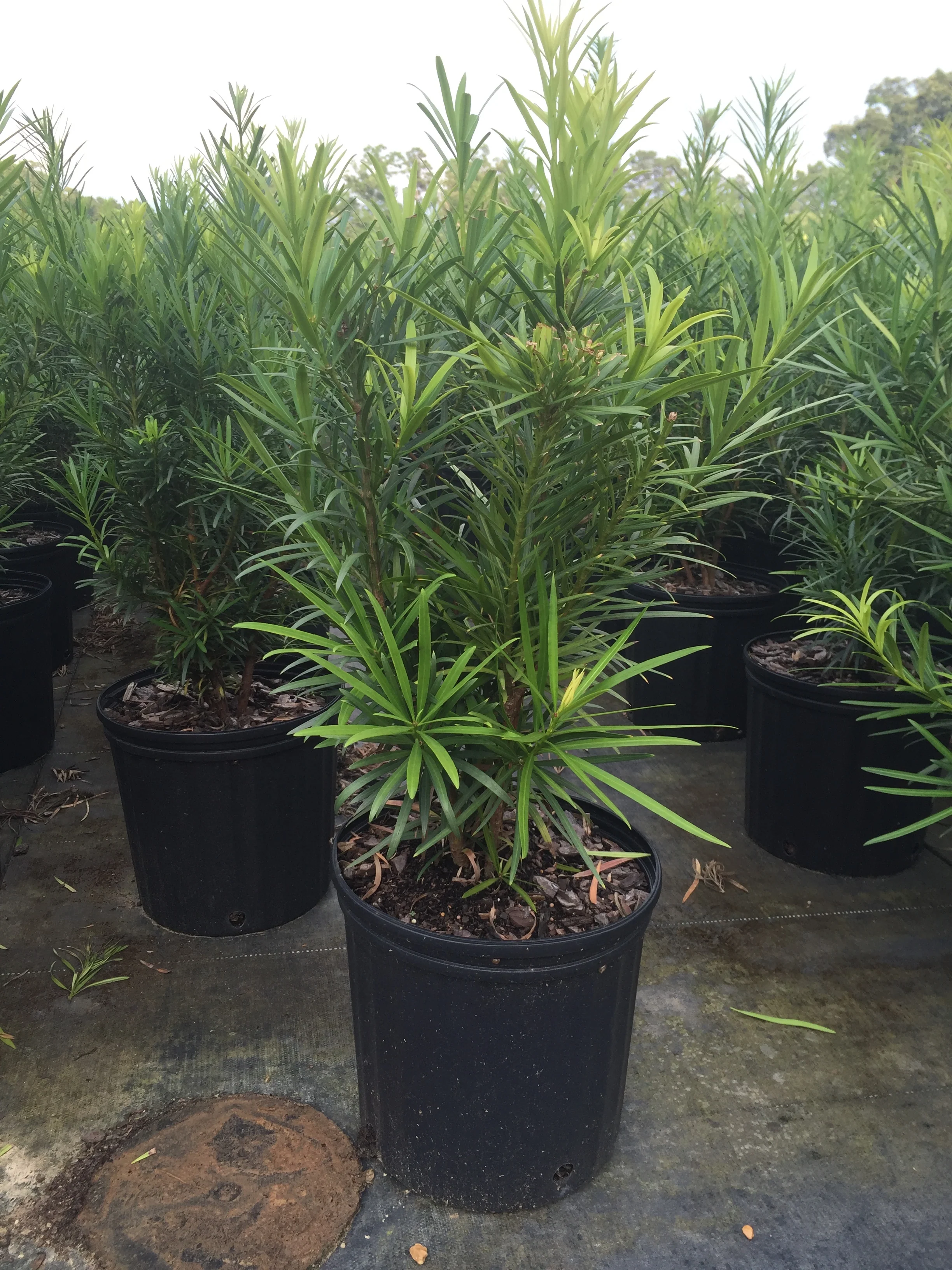 Japanese Yew - Image 5