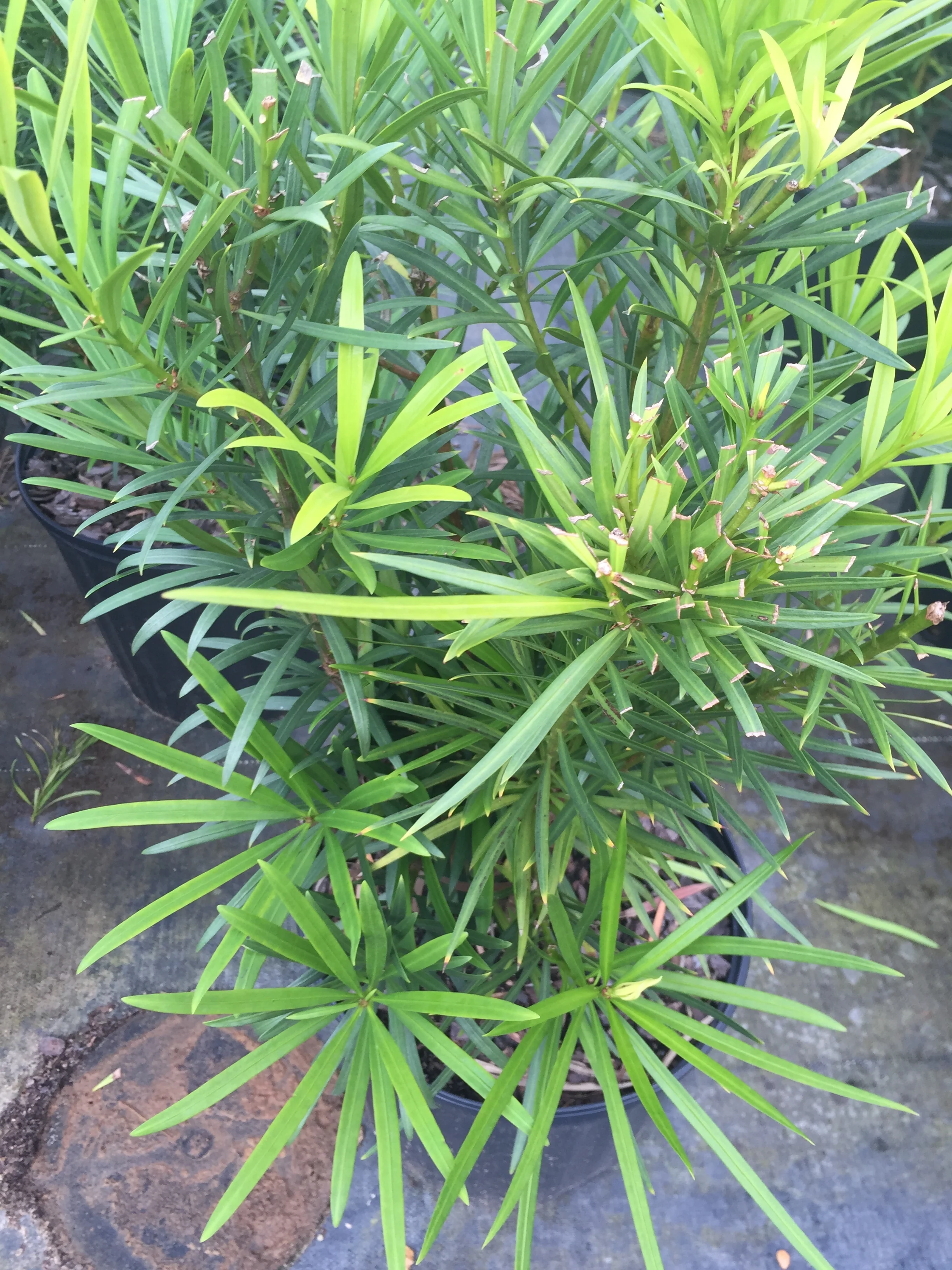 Japanese Yew - Image 6