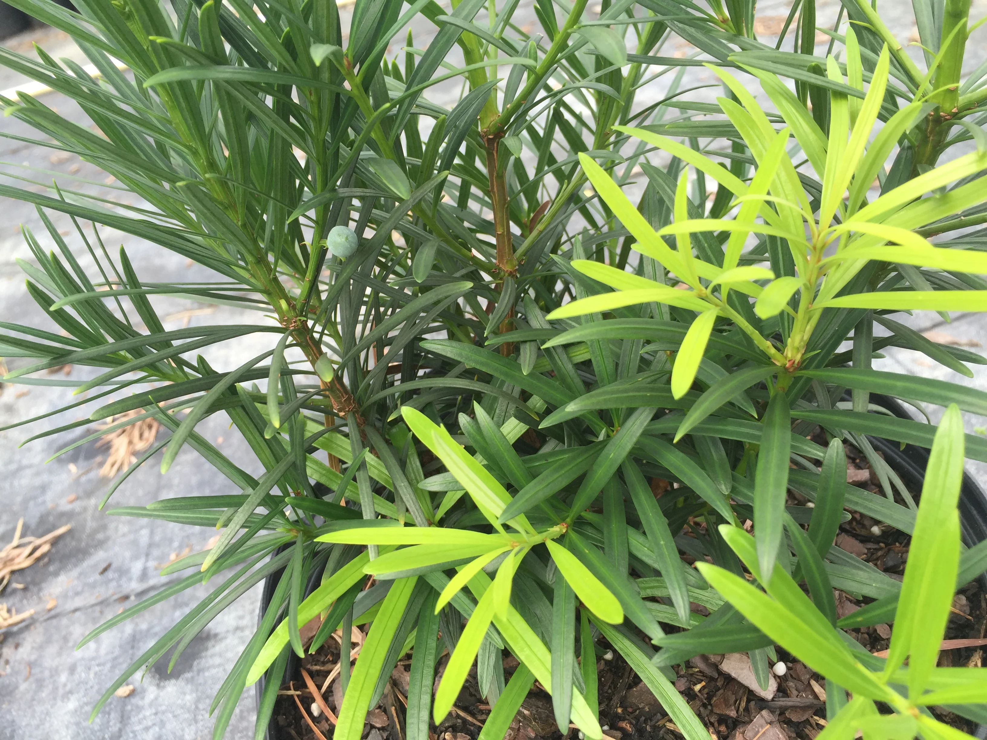 Japanese Yew - Image 7