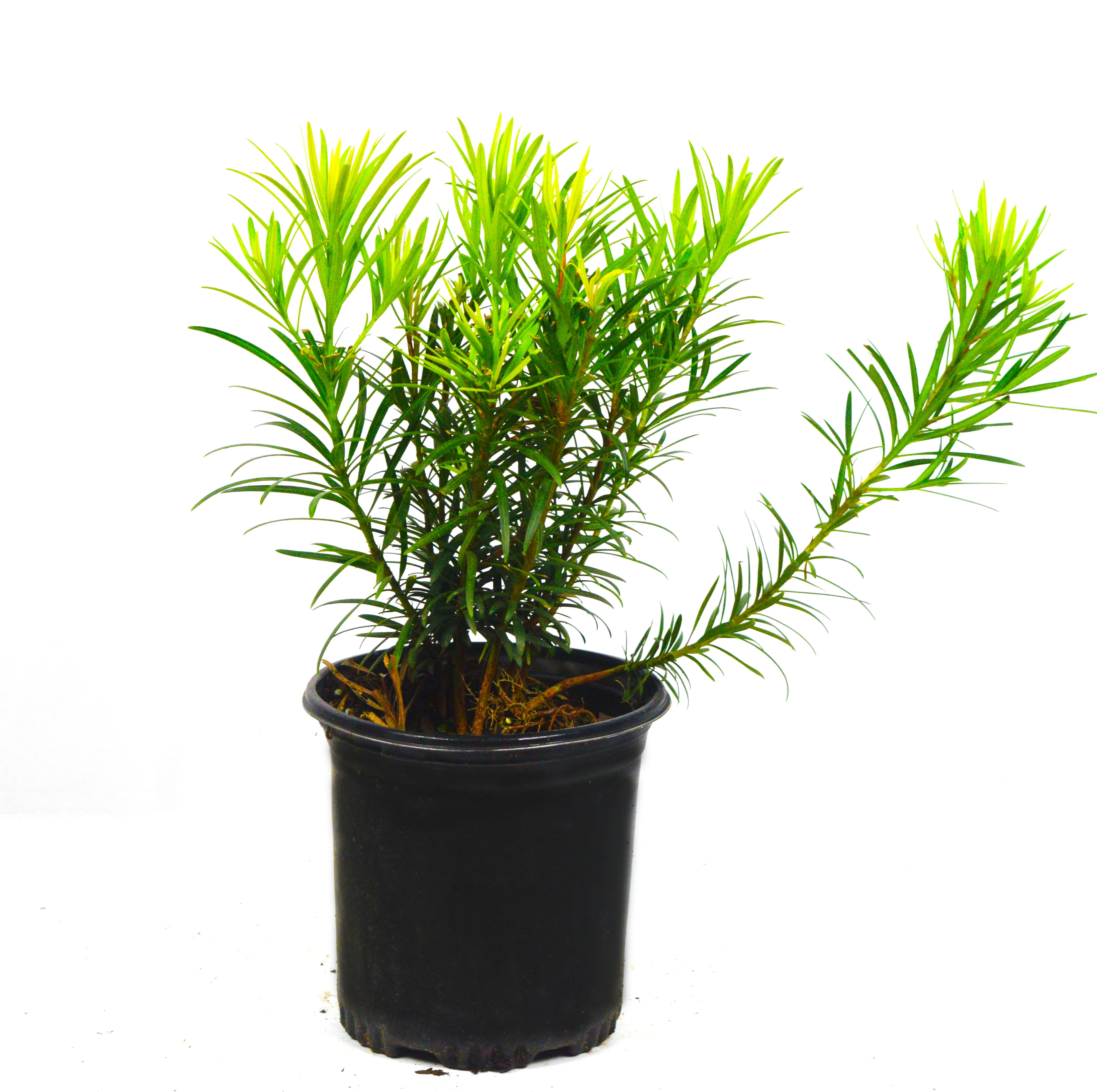 Japanese Yew - Image 8