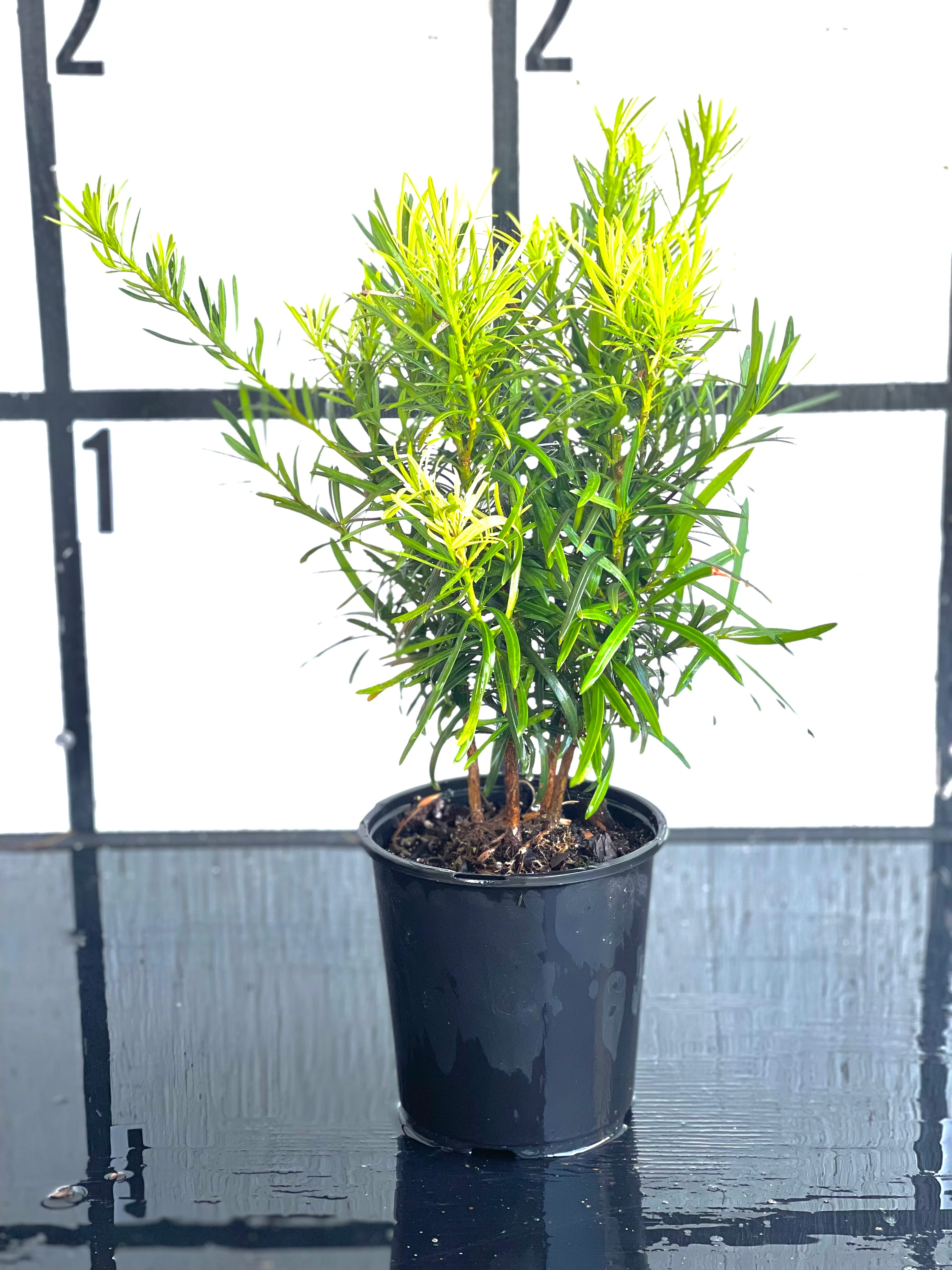 Japanese Yew - Image 9
