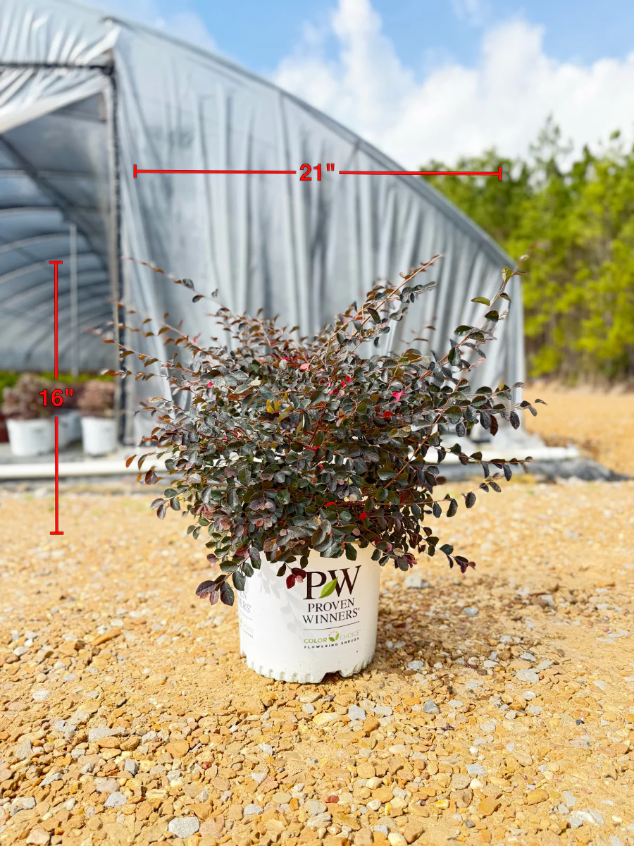 Jazz Hands Pink Loropetalum