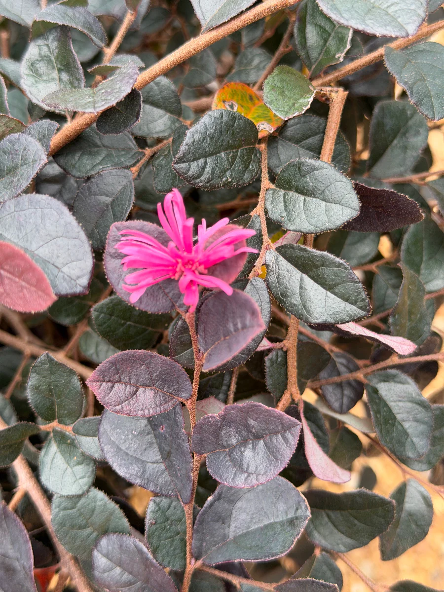 Jazz Hands Pink Loropetalum - Image 3
