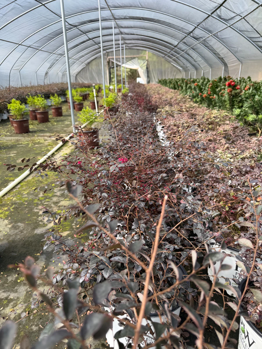Jazz Hands Pink Loropetalum - Image 4