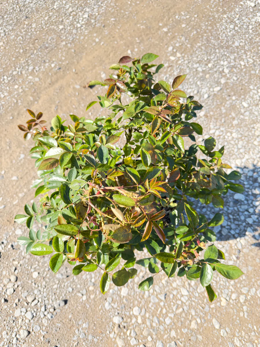Julia Child Rose - Image 2