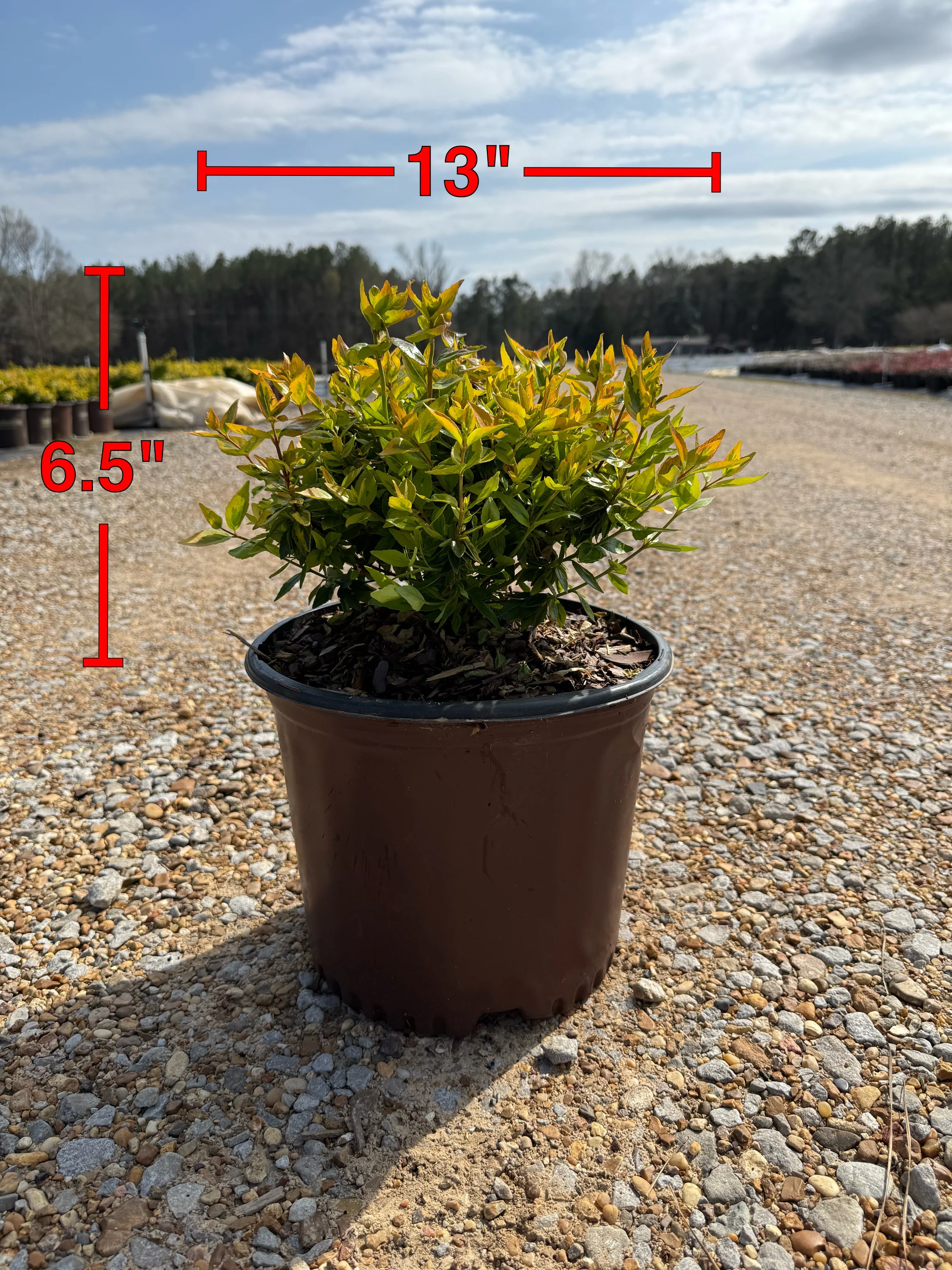 Kaleidoscope Abelia