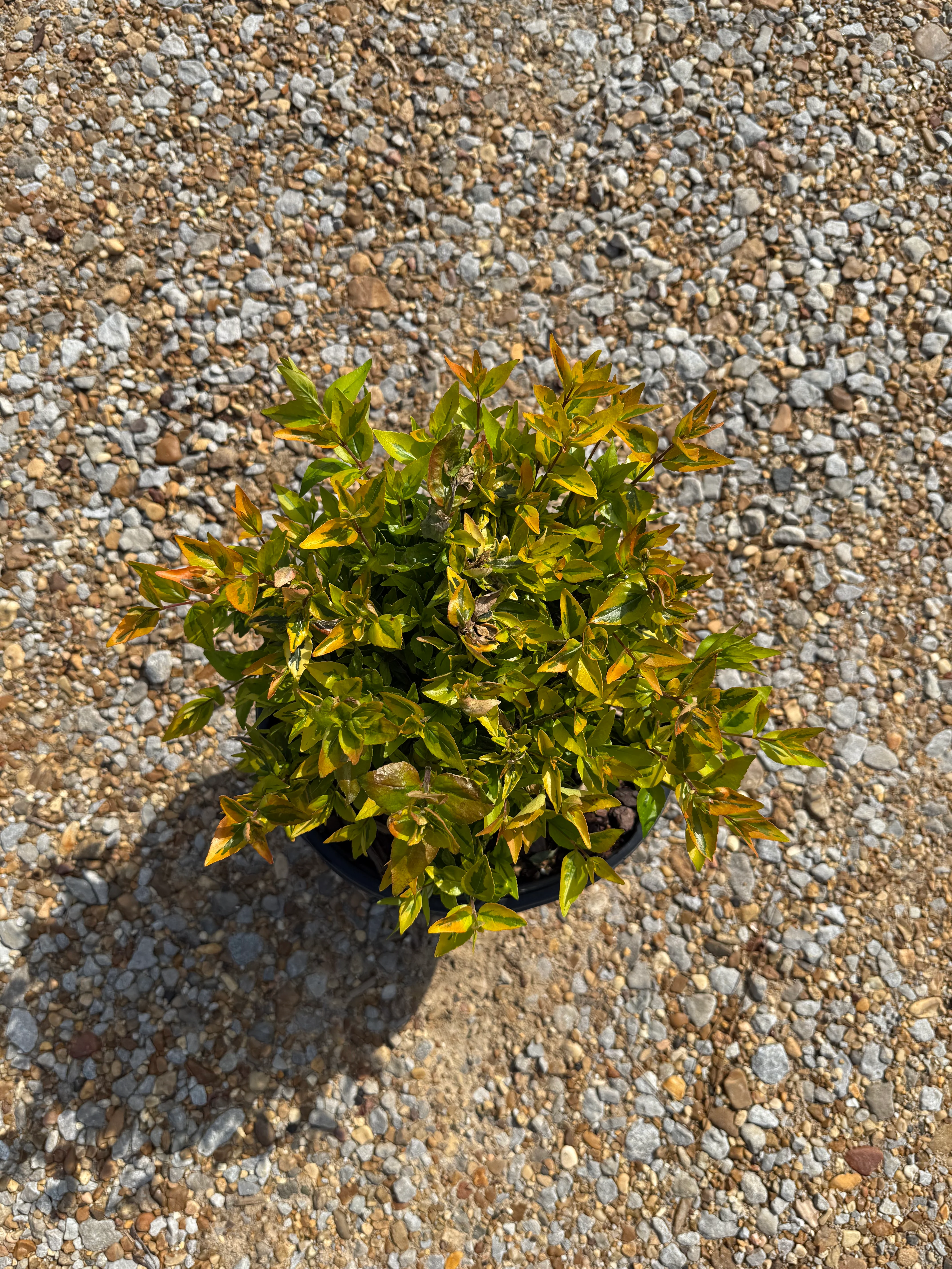 Kaleidoscope Abelia - Image 2