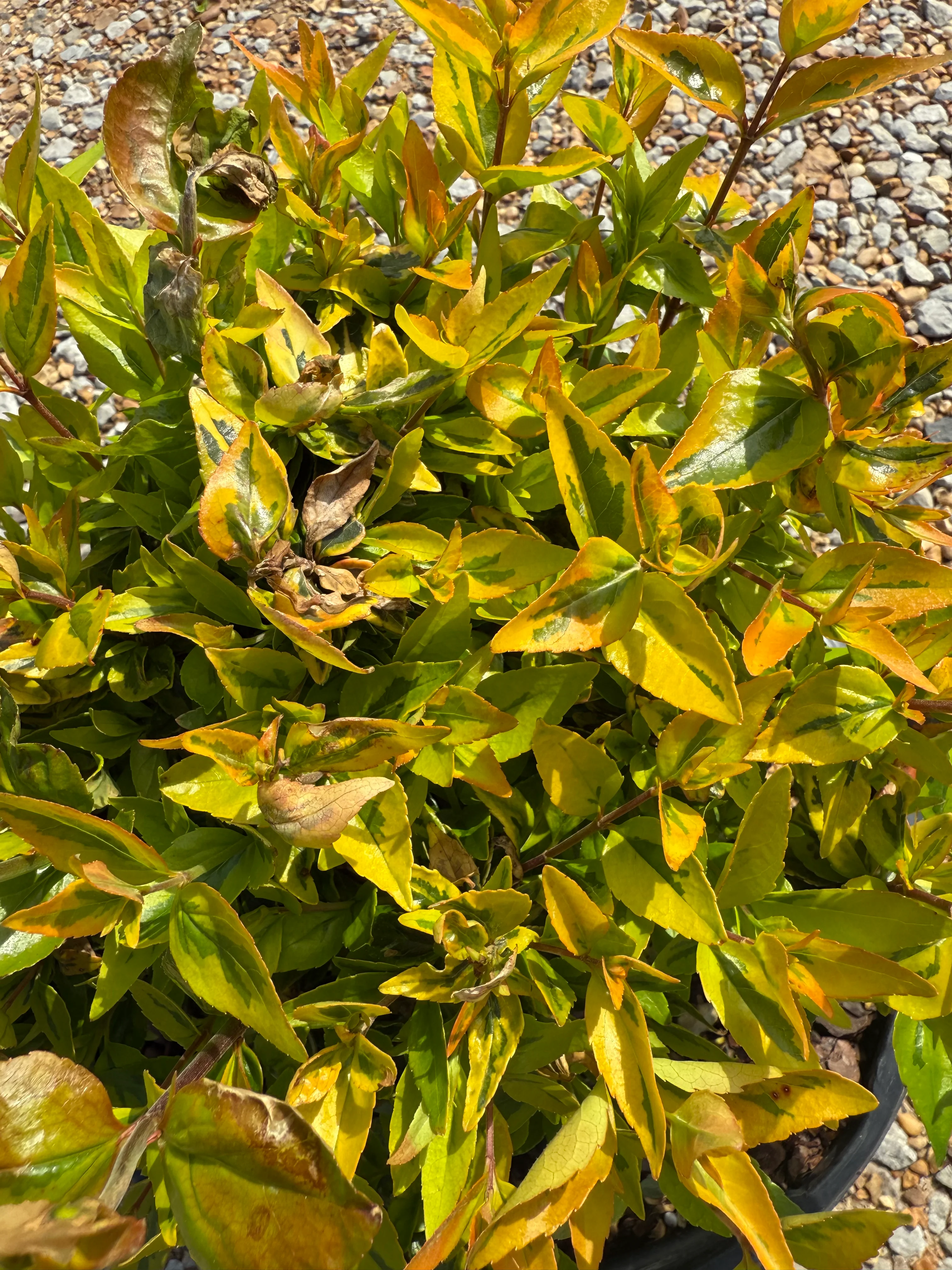 Kaleidoscope Abelia - Image 3