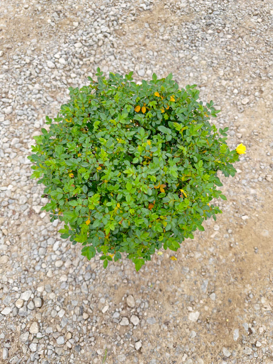 Lemon Drift Rose - Image 2