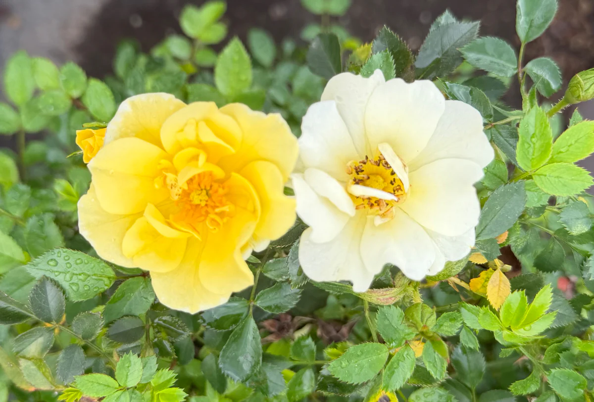 Lemon Drift Rose - Image 3