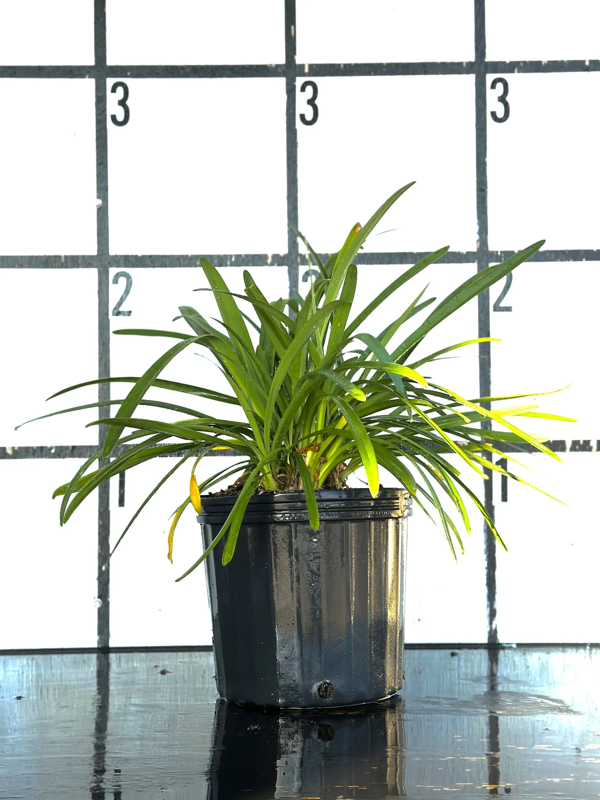Blue Agapanthus - Image 7