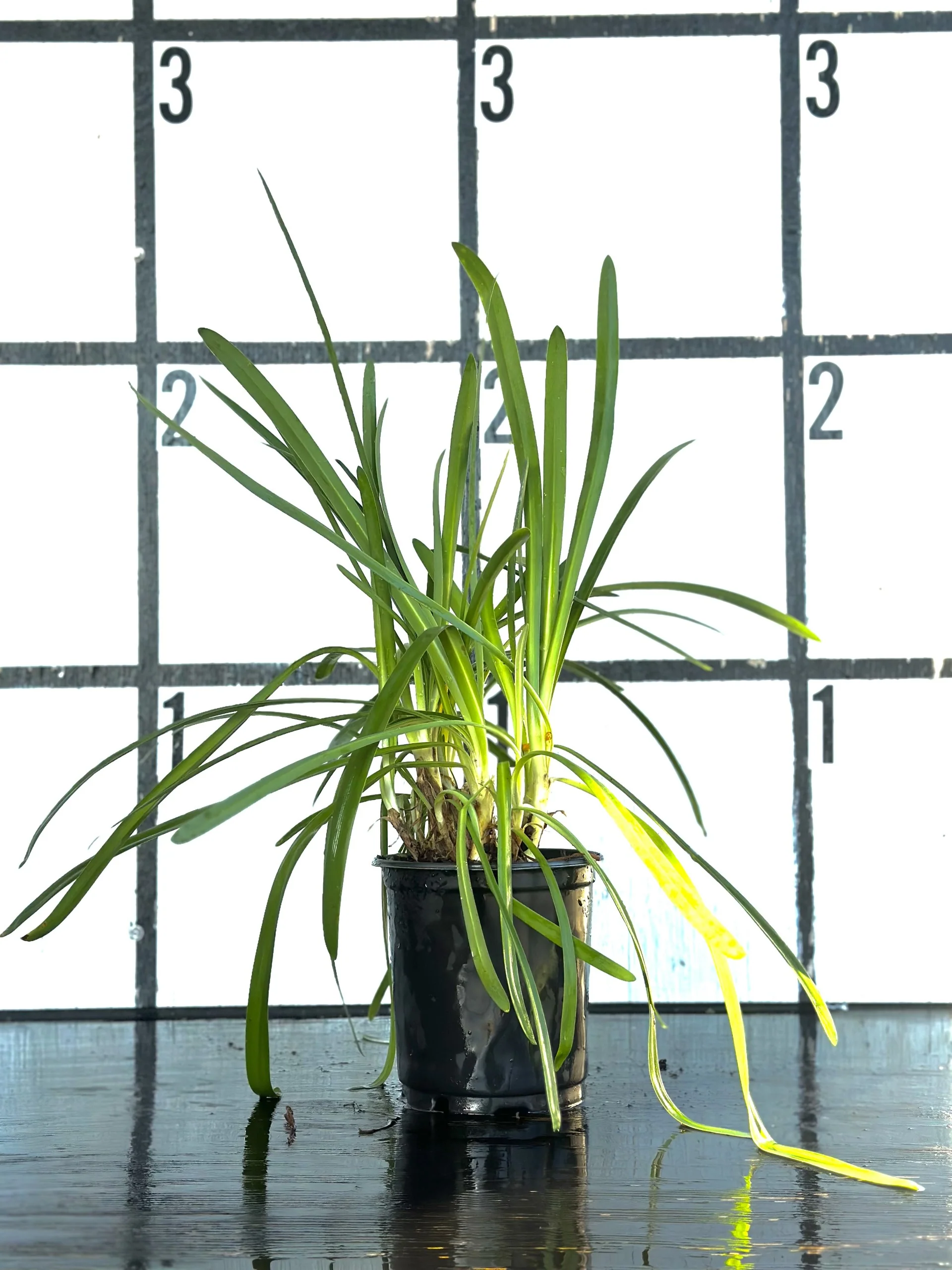 Blue Agapanthus - Image 8