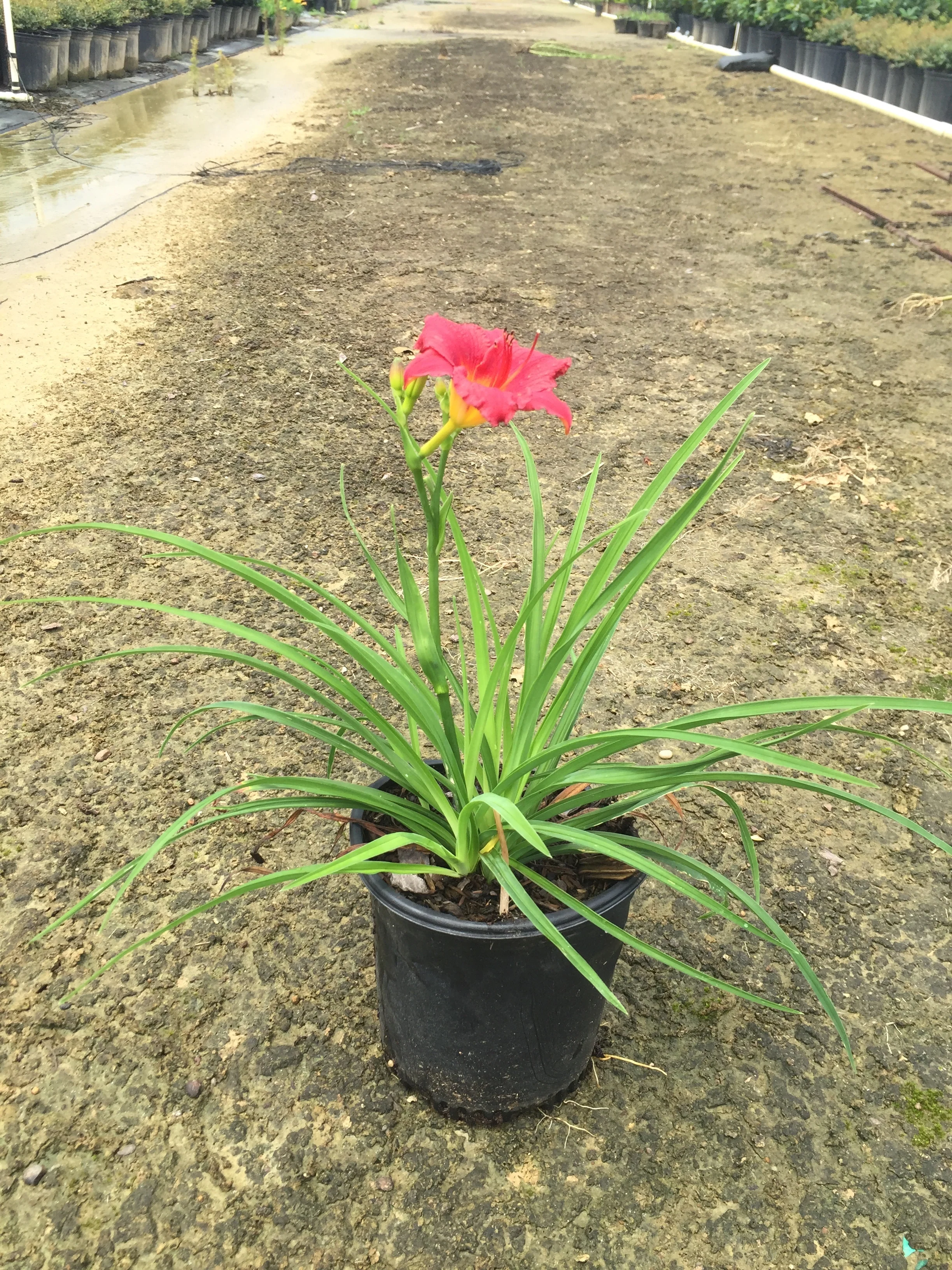 Little Business DayLily - Image 3