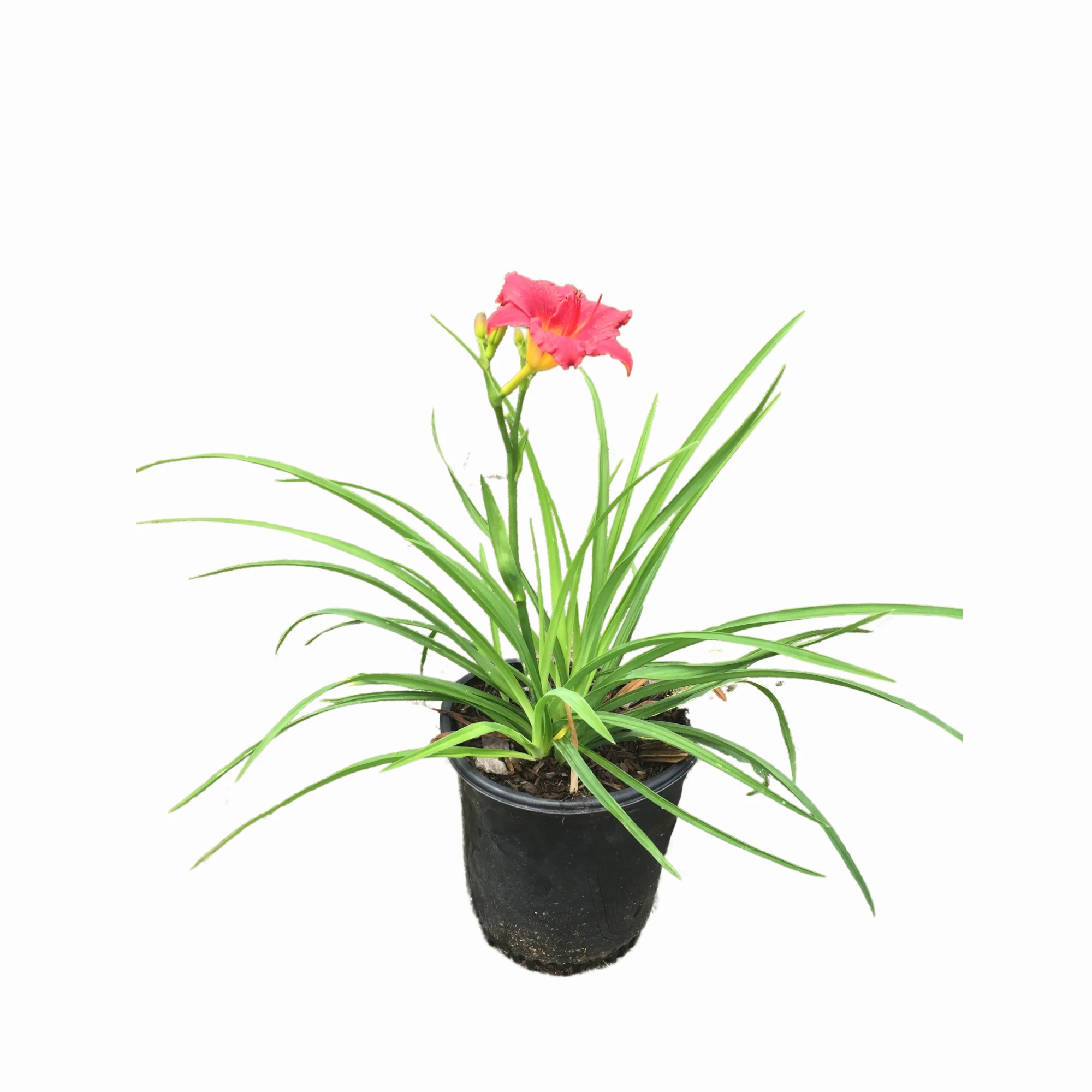 Little Business DayLily - Image 4