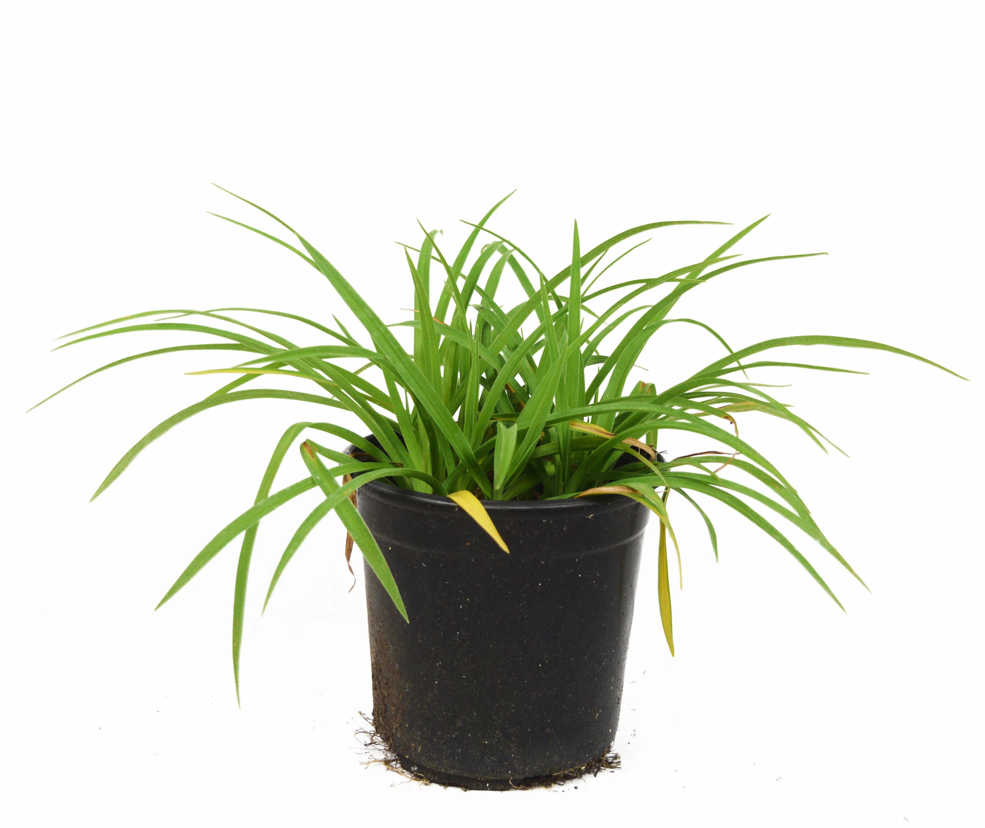 Little Business DayLily - Image 5