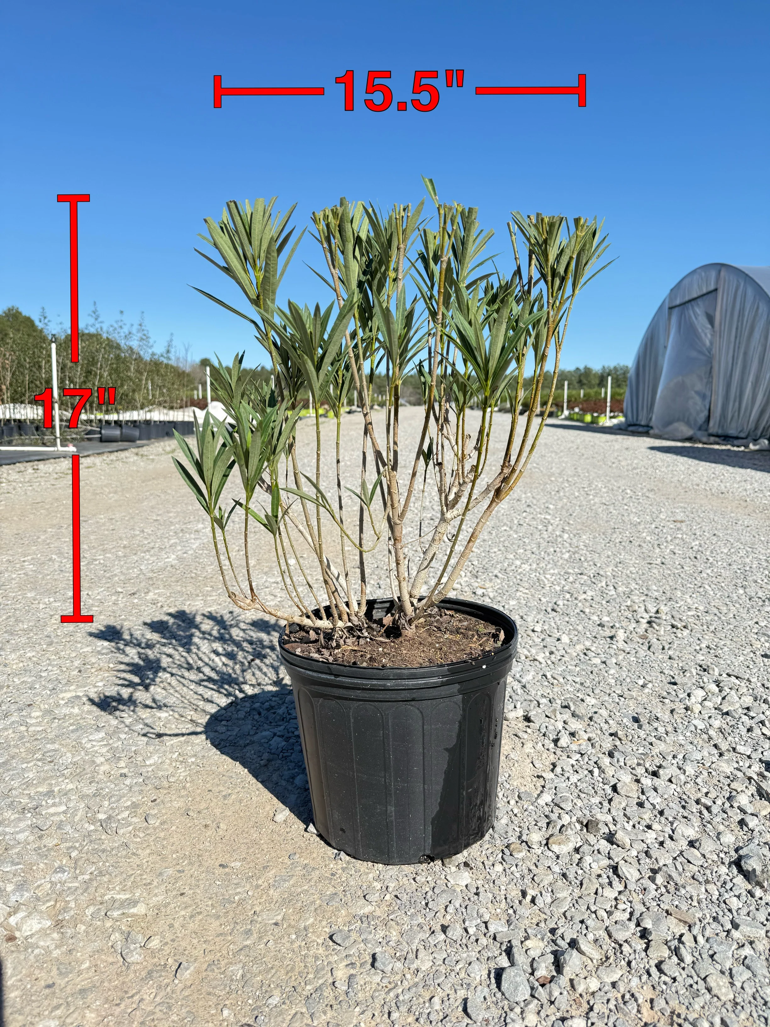 Little Red Oleander