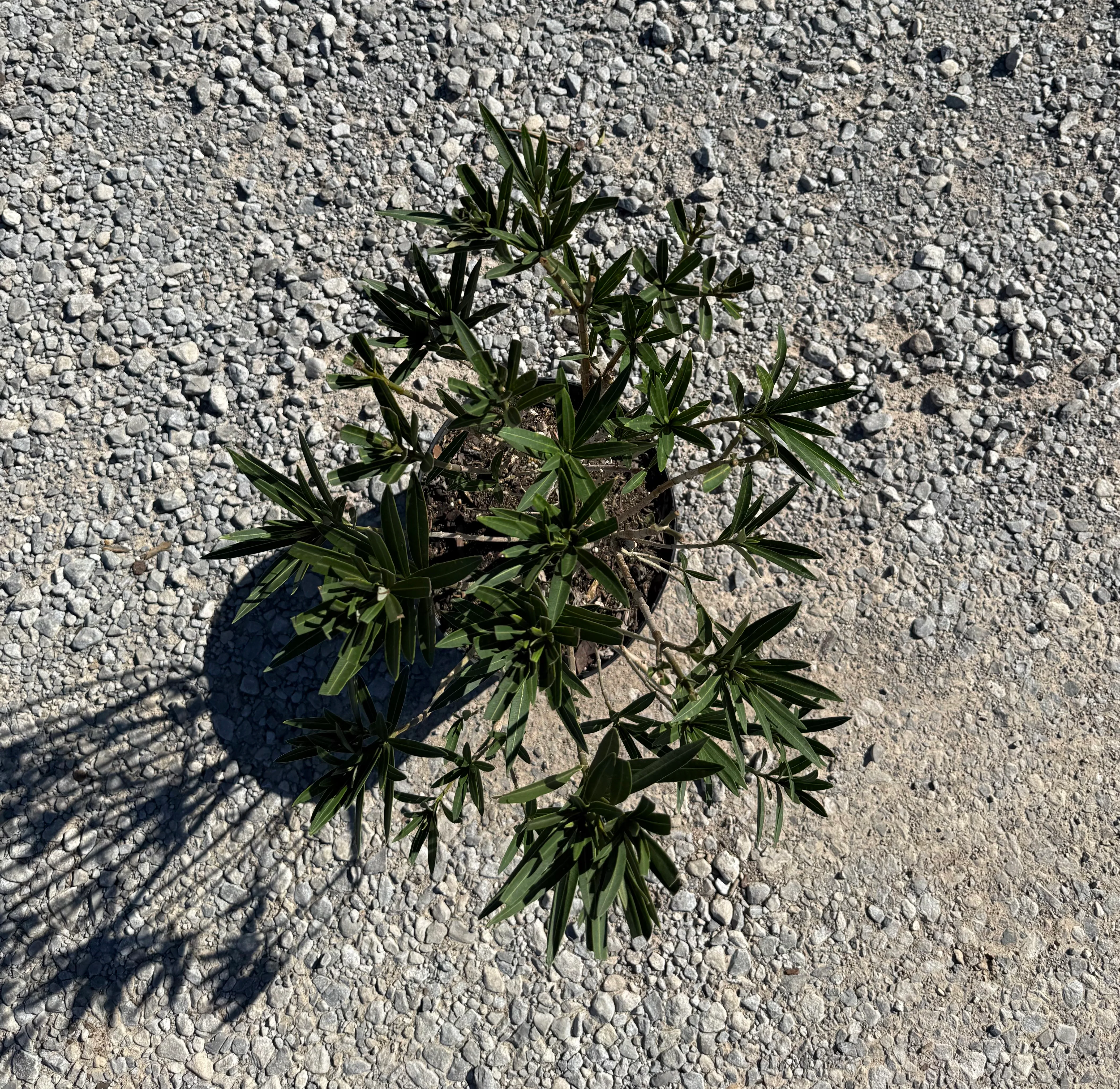 Little Red Oleander - Image 2