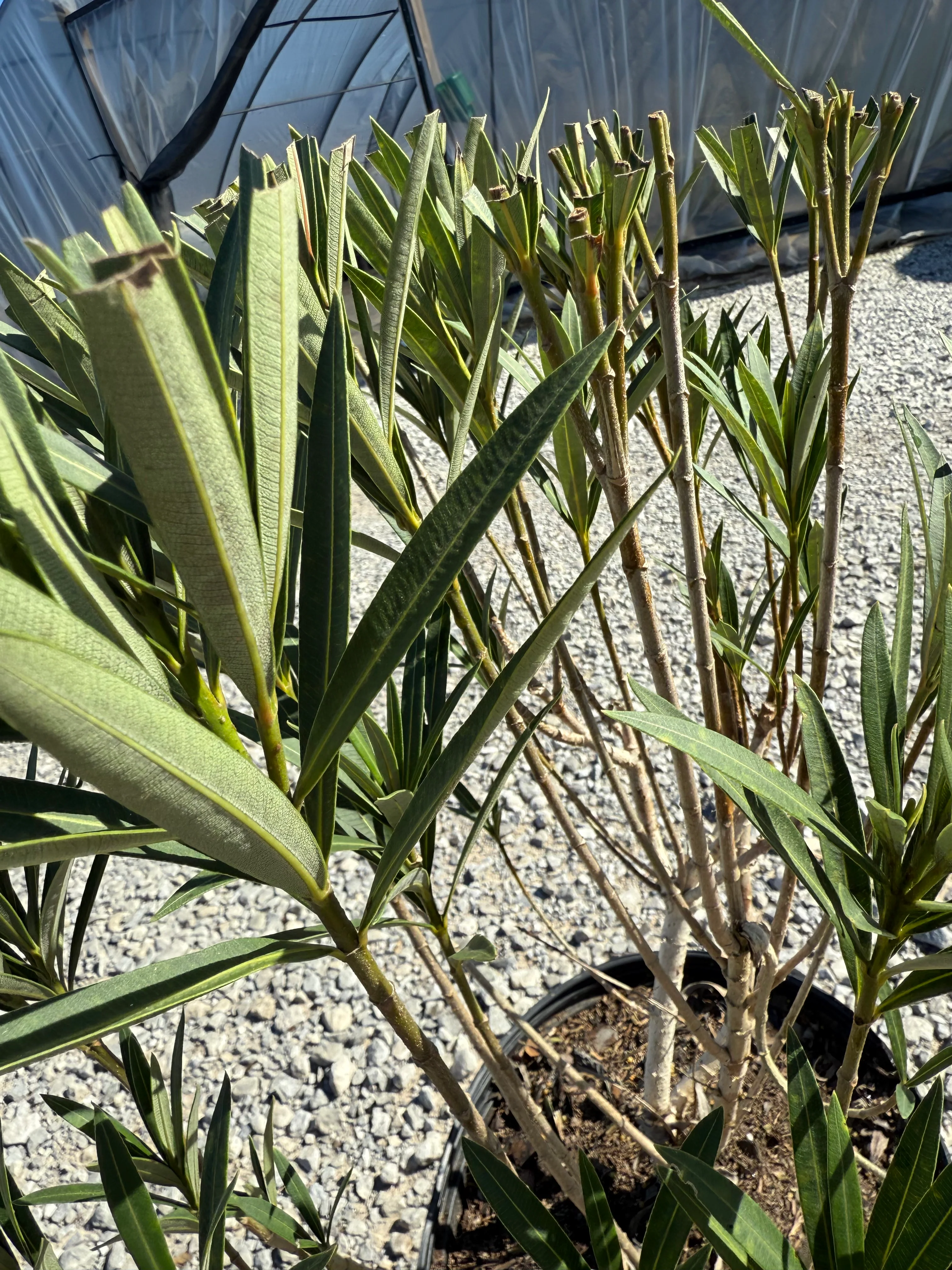Little Red Oleander - Image 3
