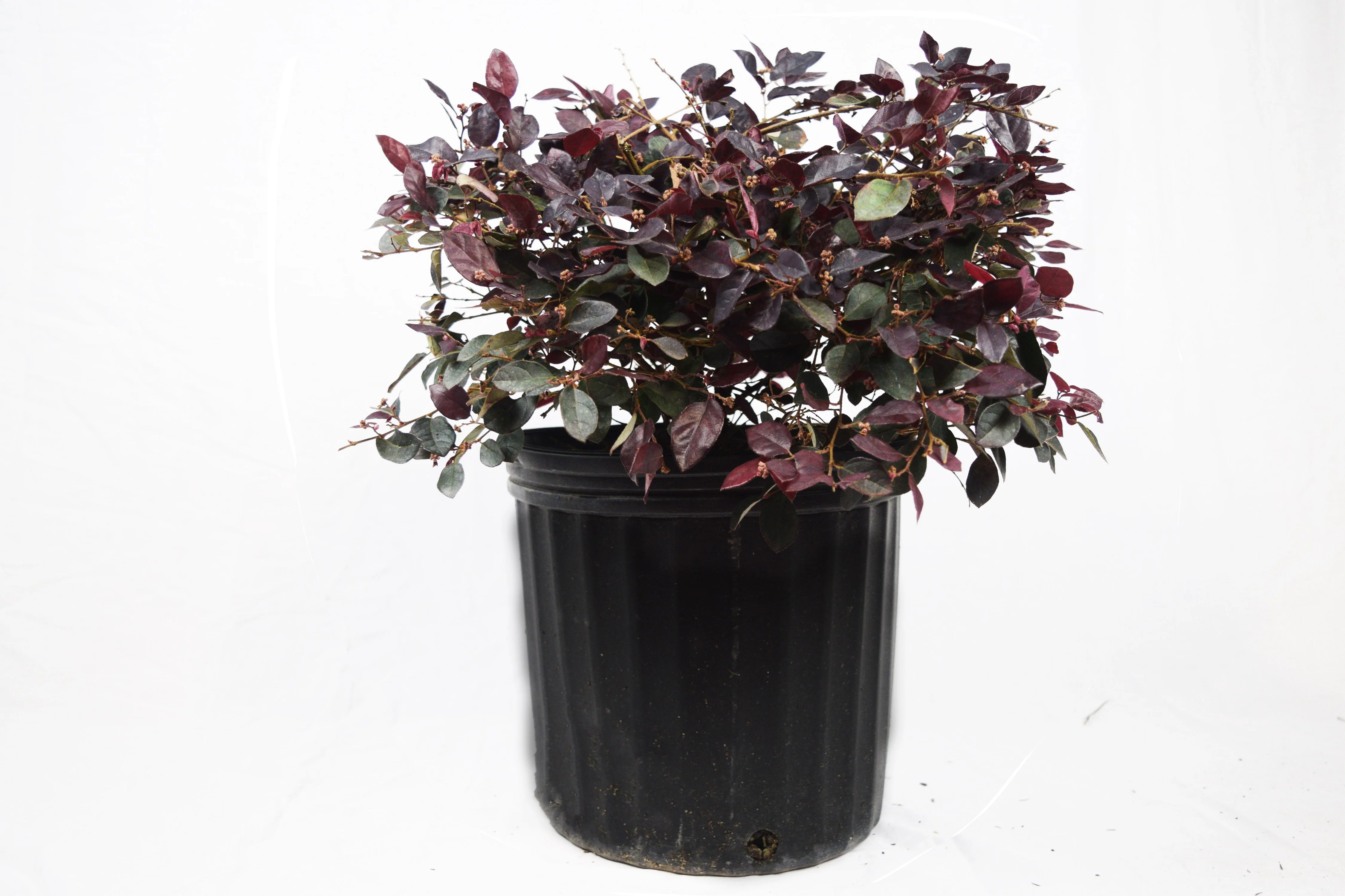 Loropetalum - Image 10