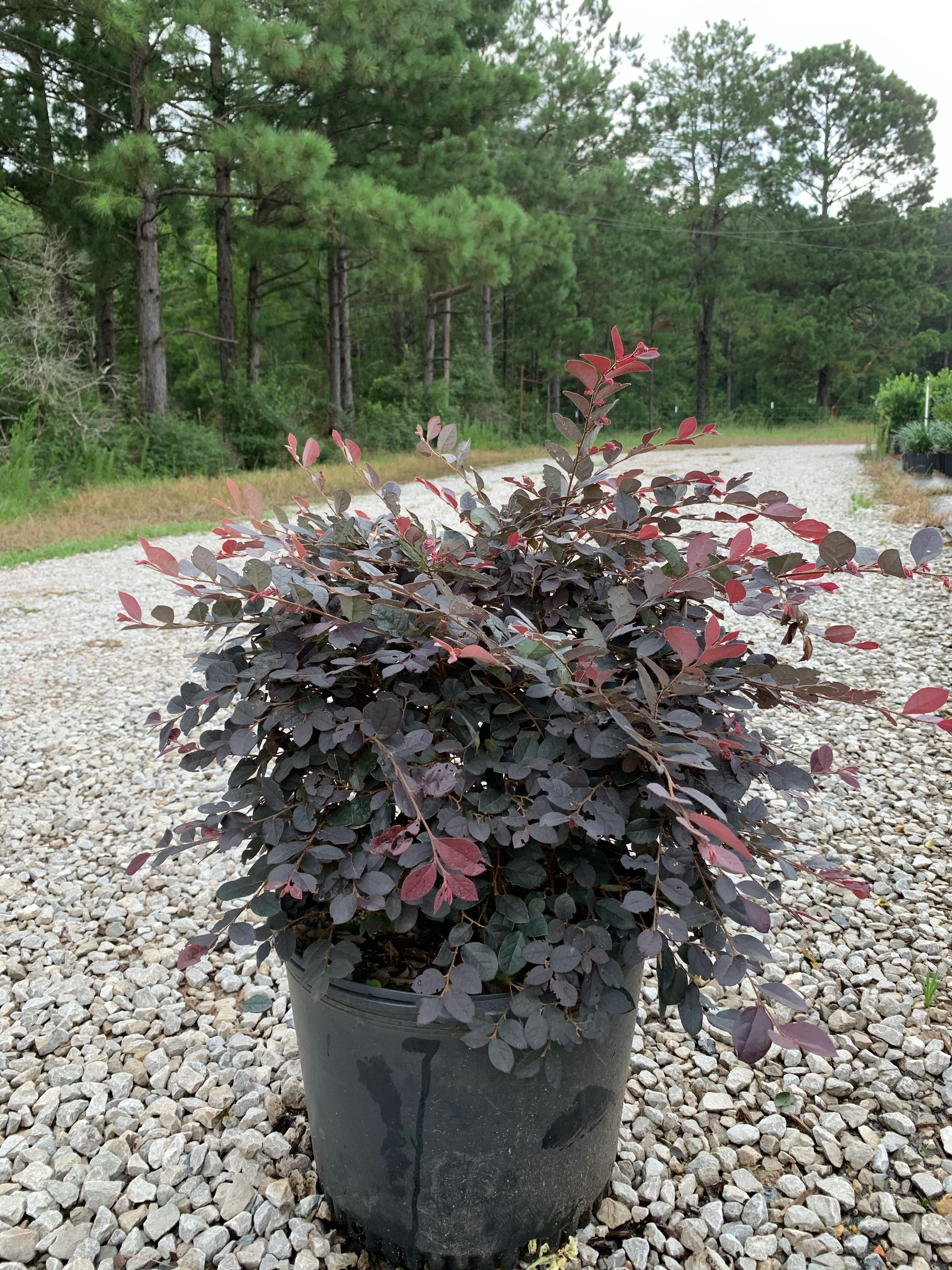 Loropetalum - Image 2