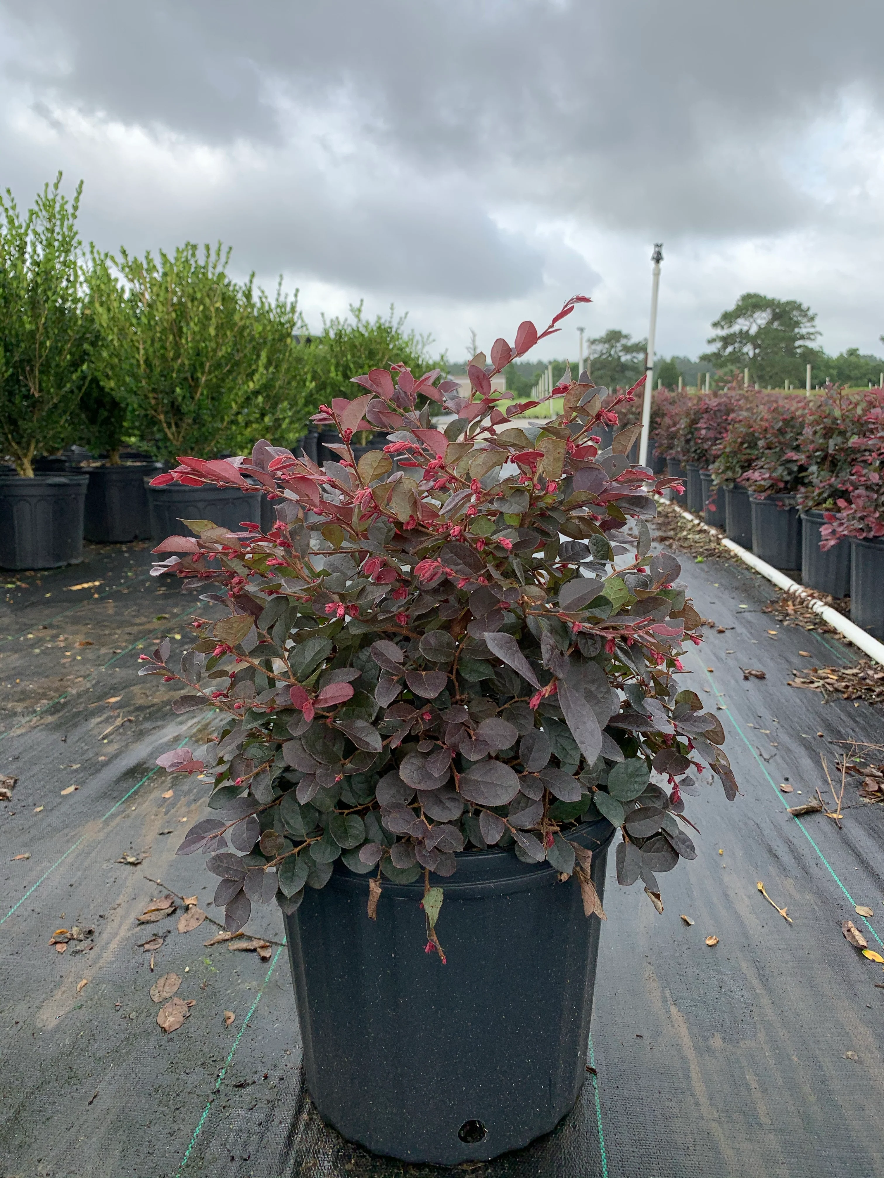 Loropetalum - Image 3