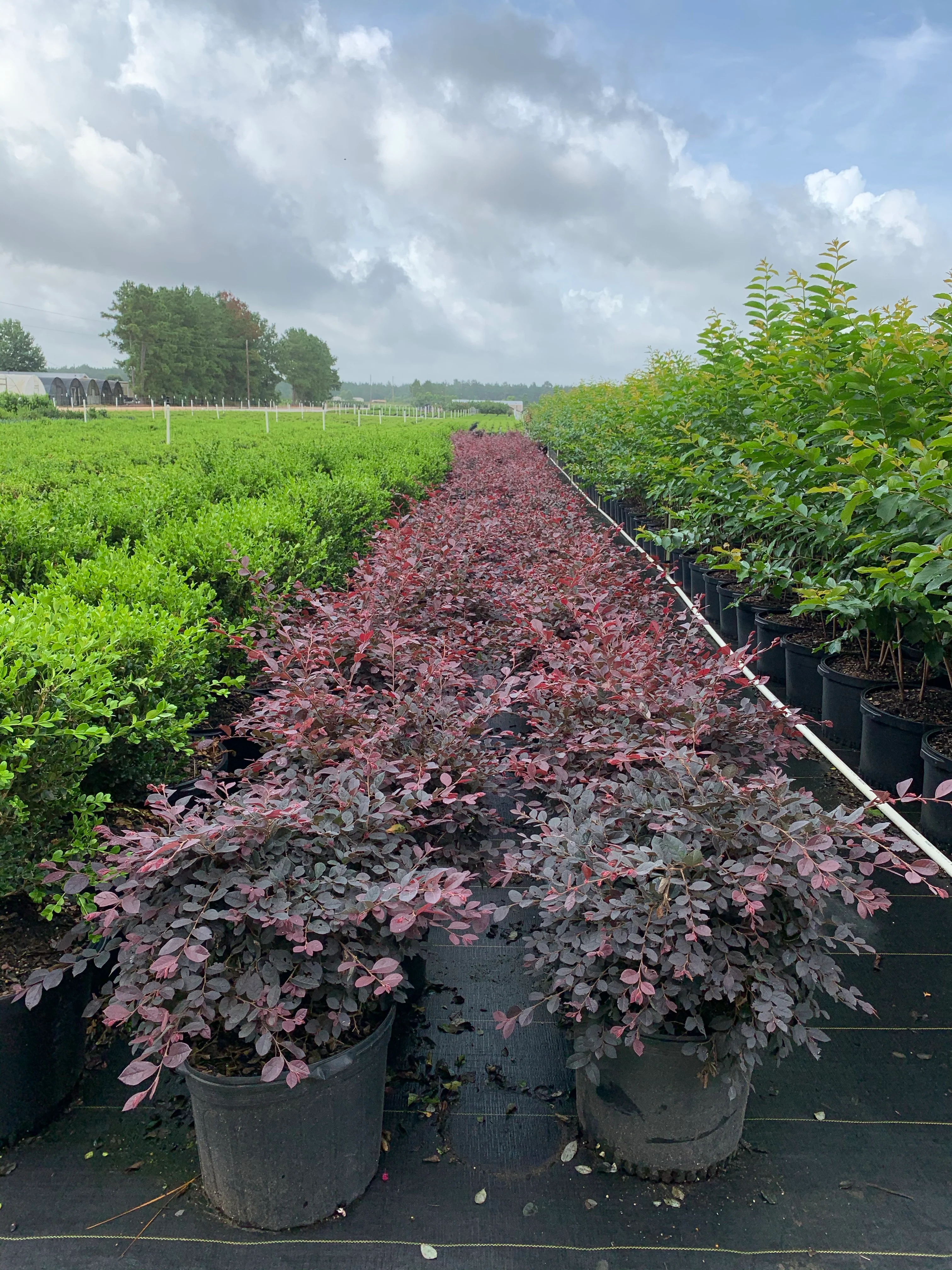 Loropetalum - Image 4