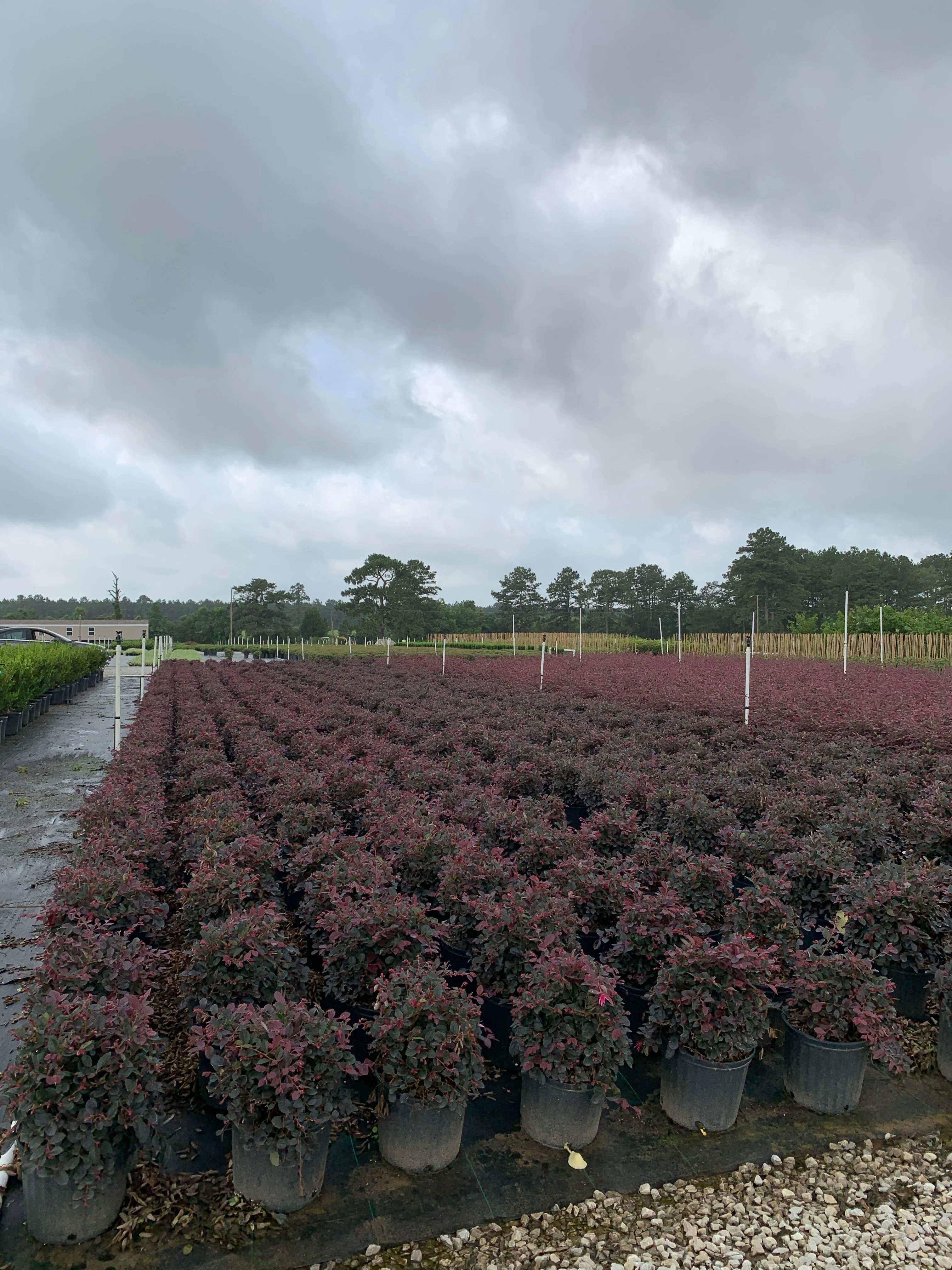 Loropetalum - Image 6