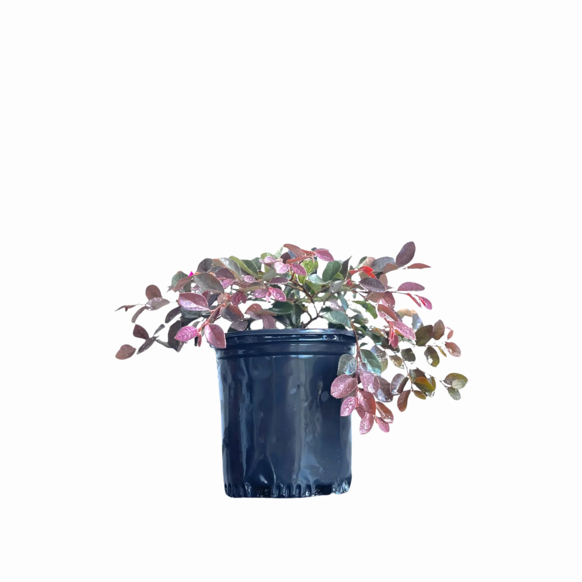 Loropetalum - Image 7