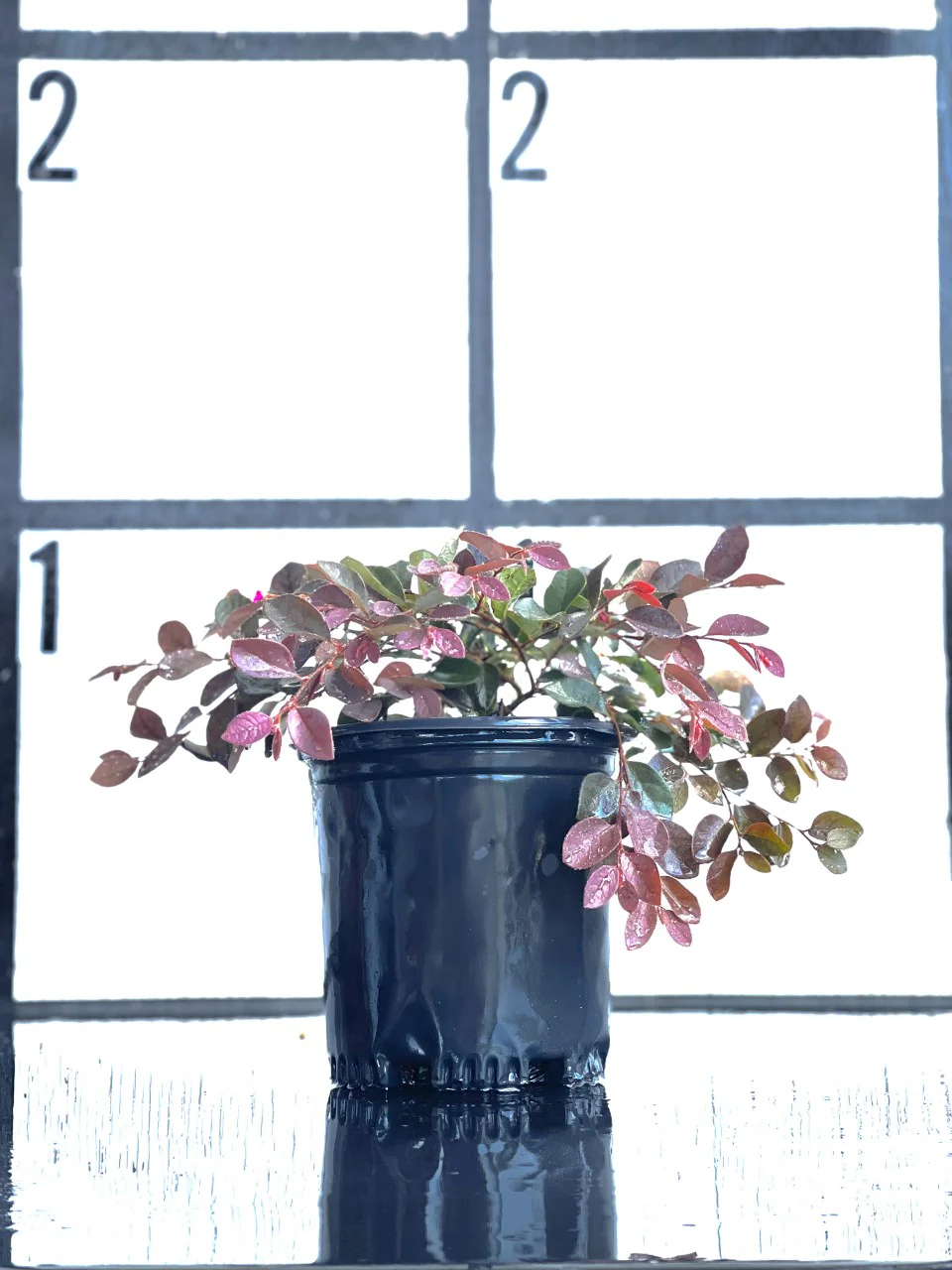 Loropetalum - Image 8