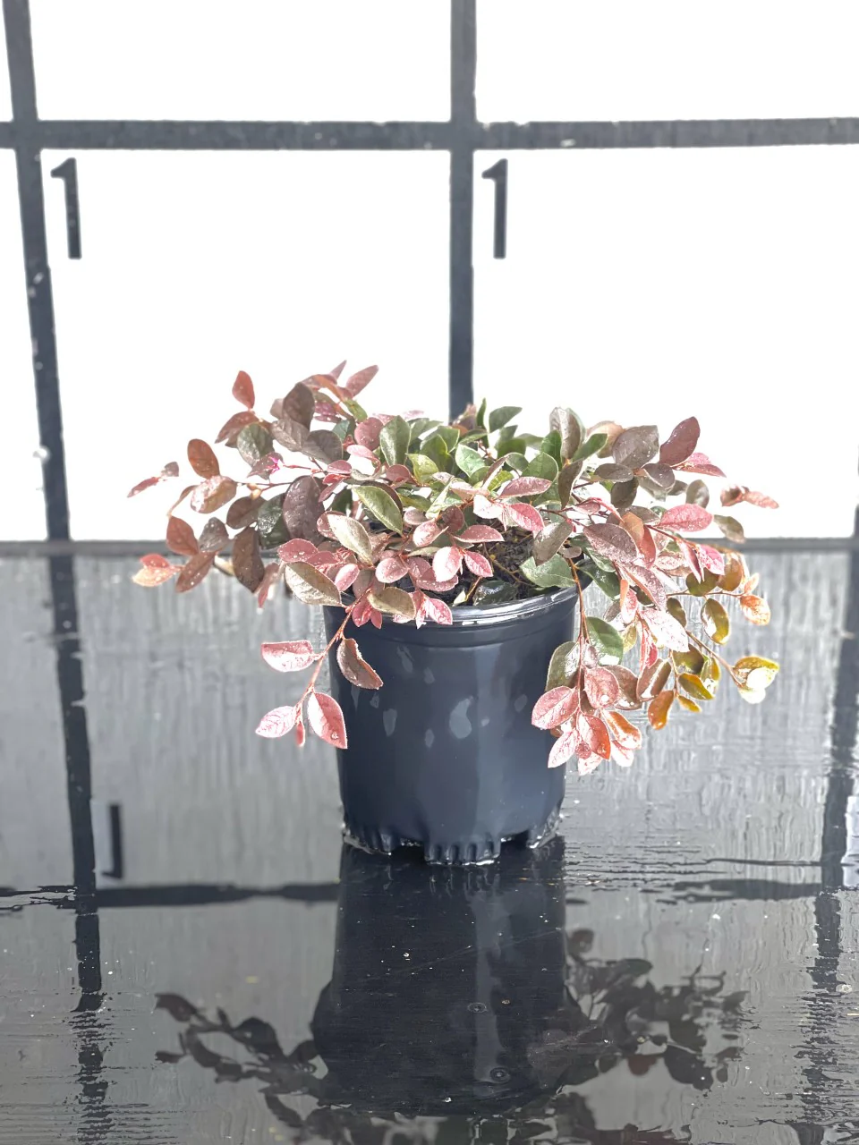 Loropetalum - Image 9