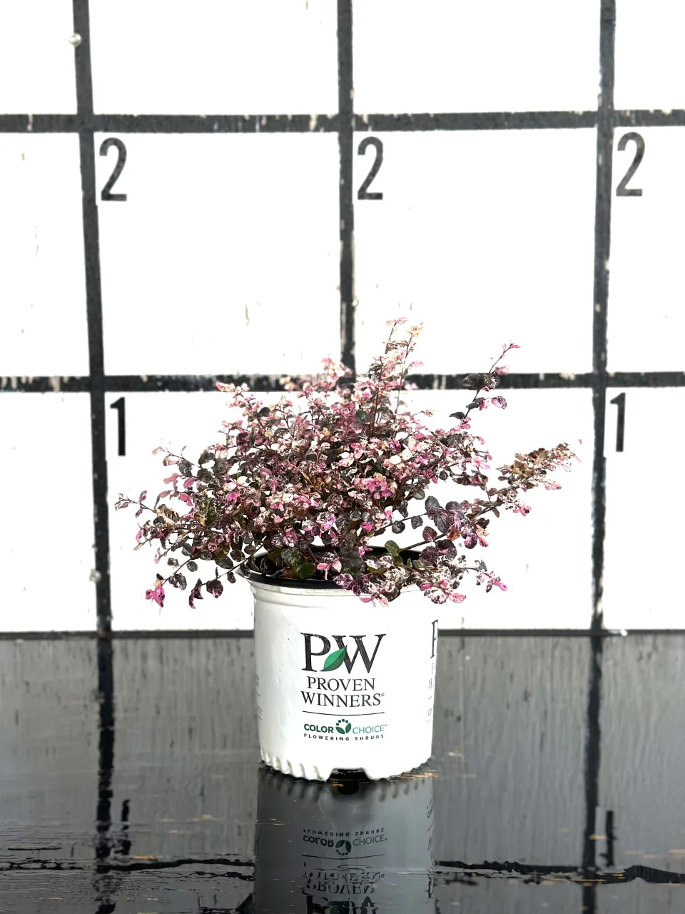 Loropetalum Proven Winners Jazz Hands Variegated - Image 3