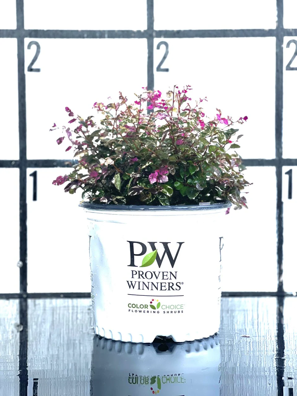 Loropetalum Proven Winners Jazz Hands Variegated - Image 4