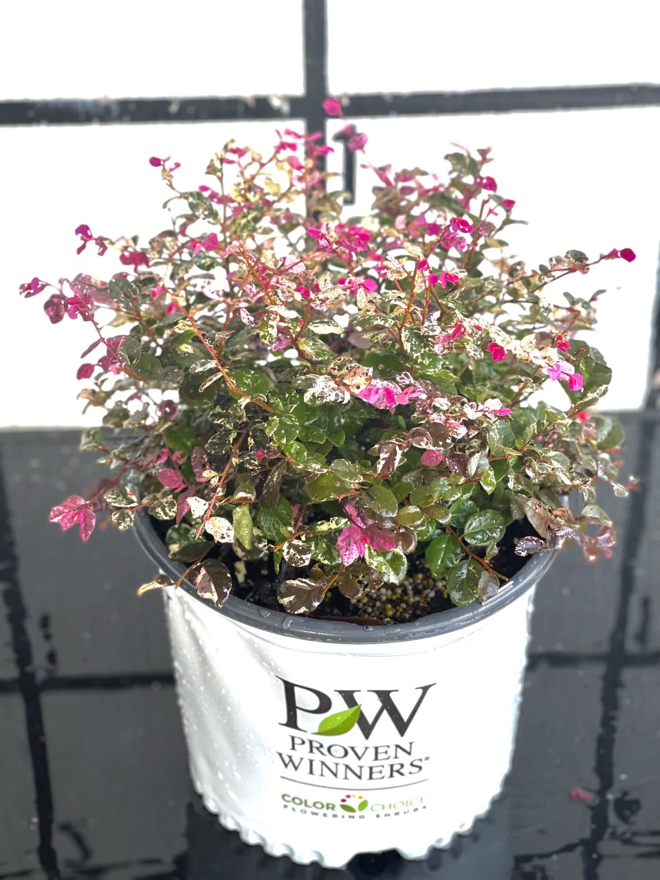 Loropetalum Proven Winners Jazz Hands Variegated - Image 5