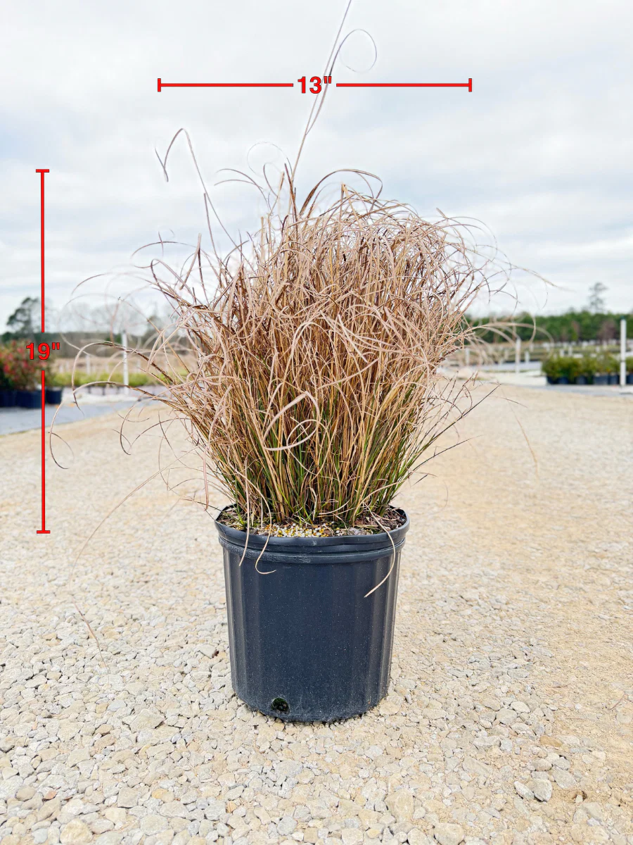 Maiden Grass