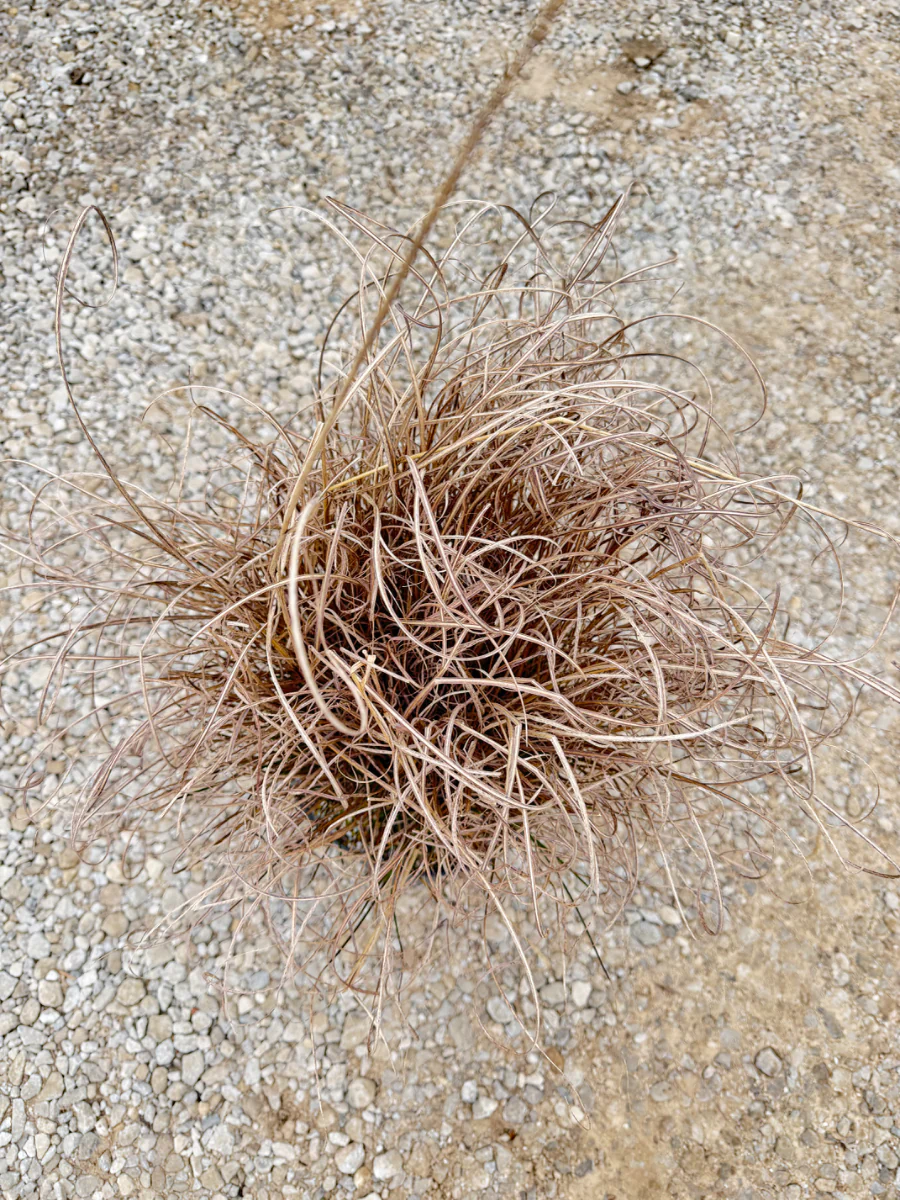 Maiden Grass - Image 2