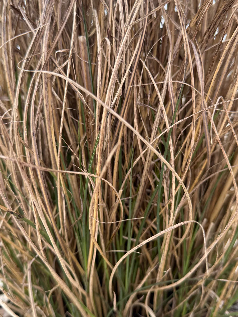 Maiden Grass - Image 3