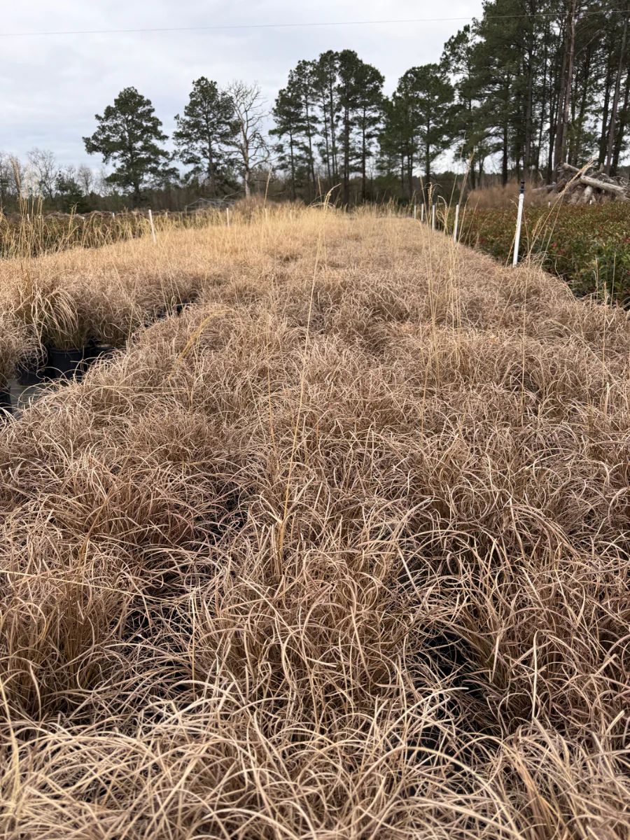Maiden Grass - Image 4