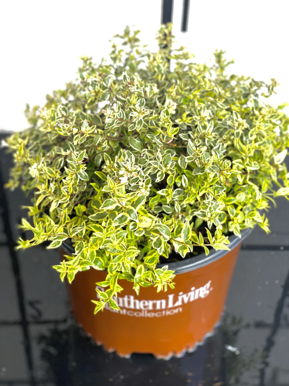 Miss Lemon Abelia™ - Image 4