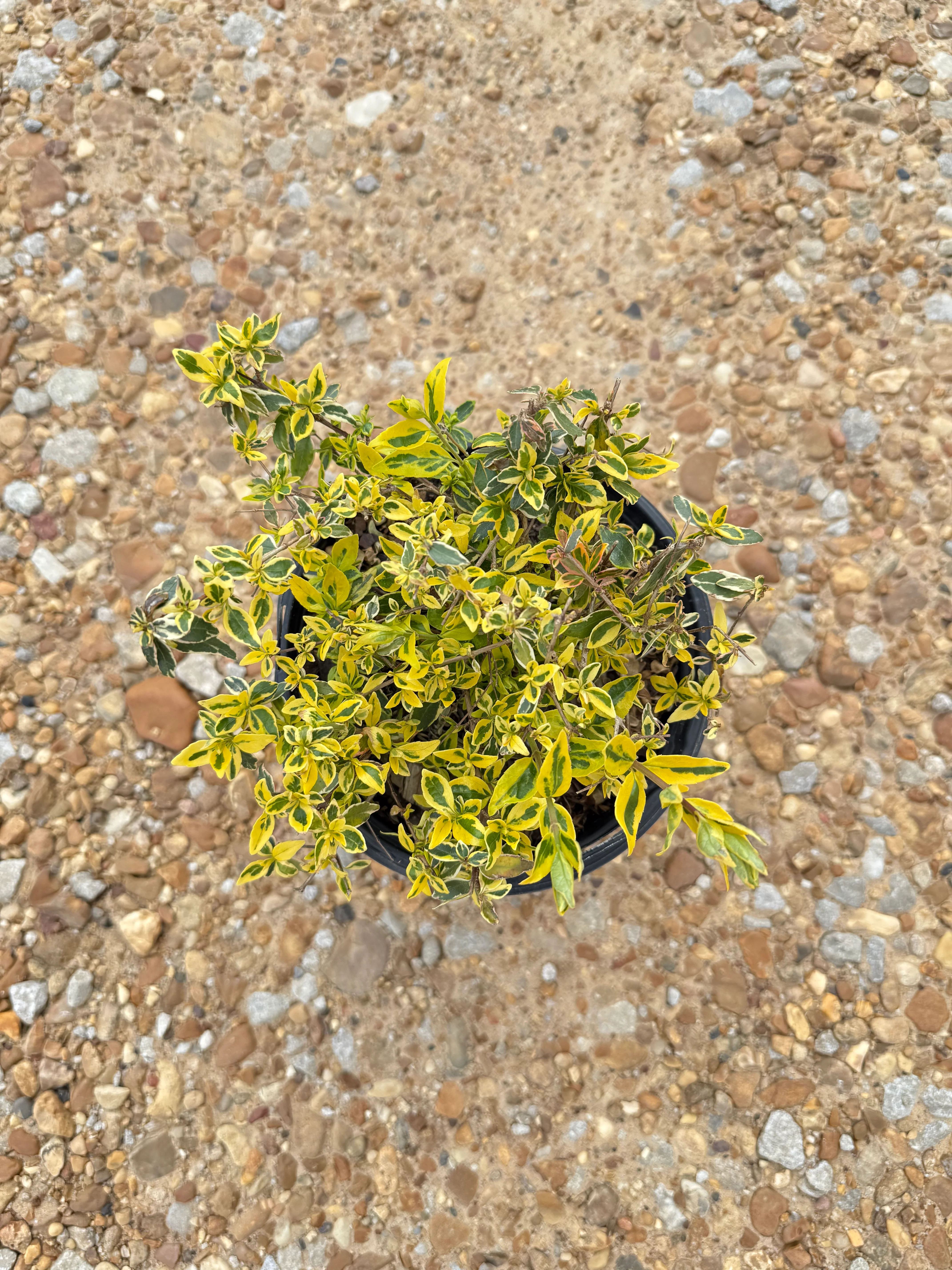 Miss Lemon Abelia™ - Image 7