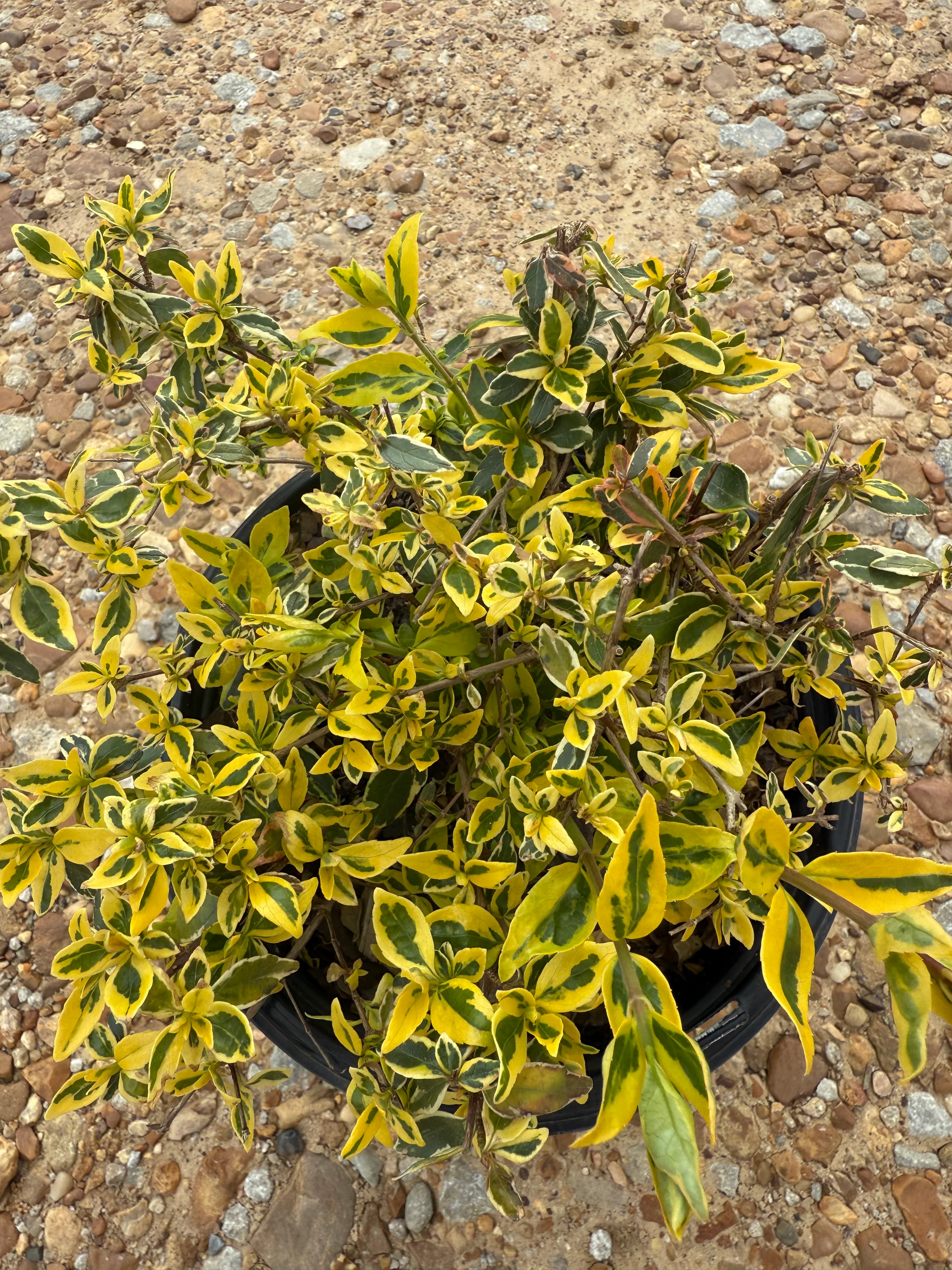 Miss Lemon Abelia™ - Image 8