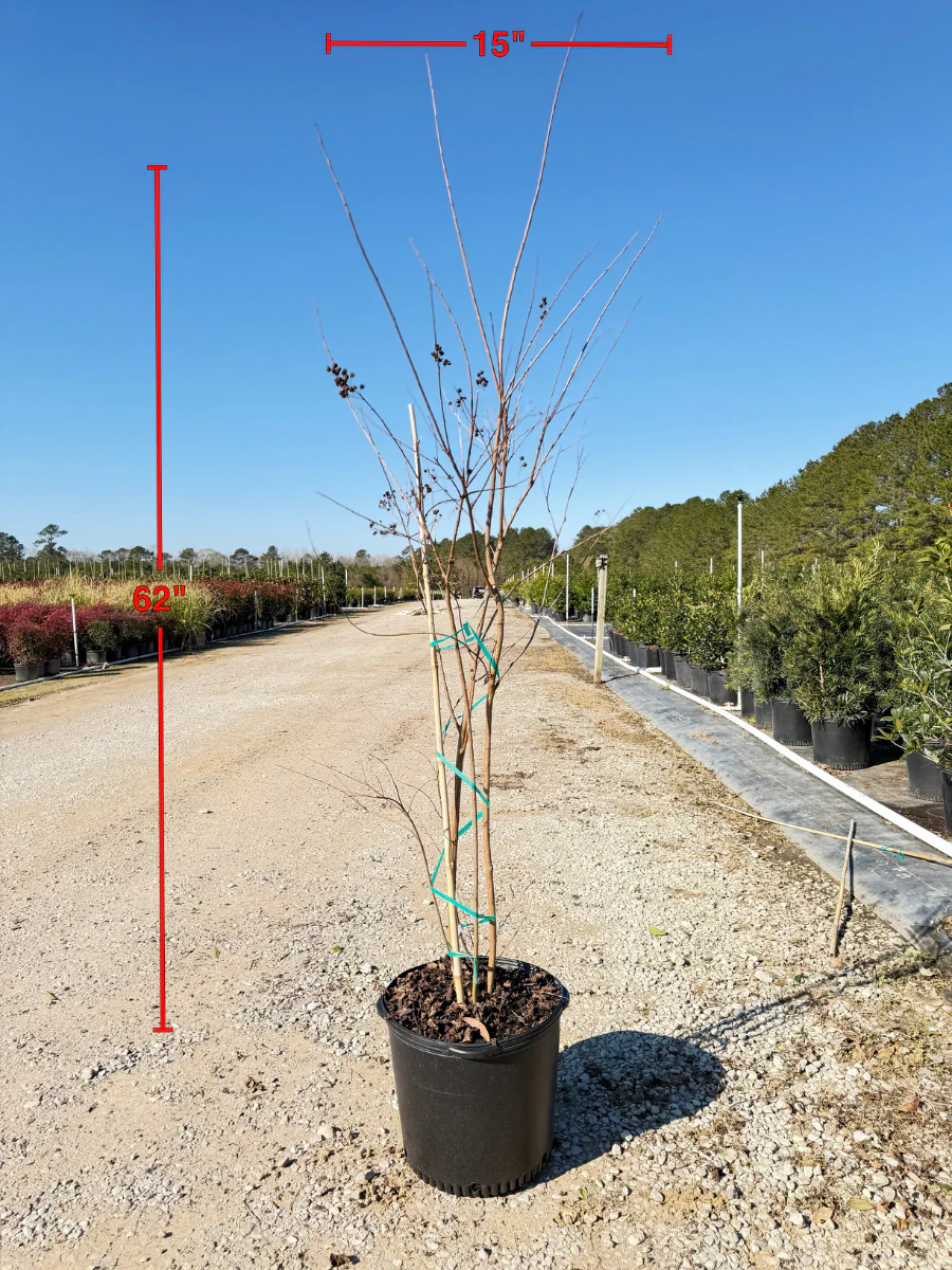 Muskogee Crape Myrtle