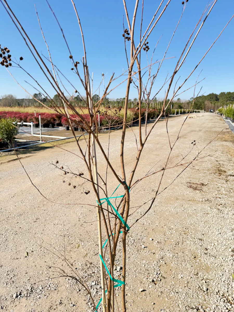 Muskogee Crape Myrtle - Image 2