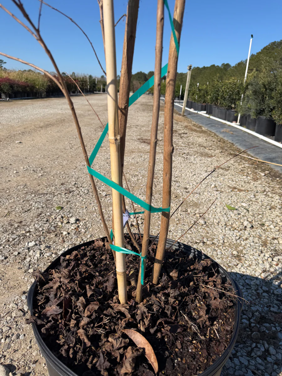 Muskogee Crape Myrtle - Image 3