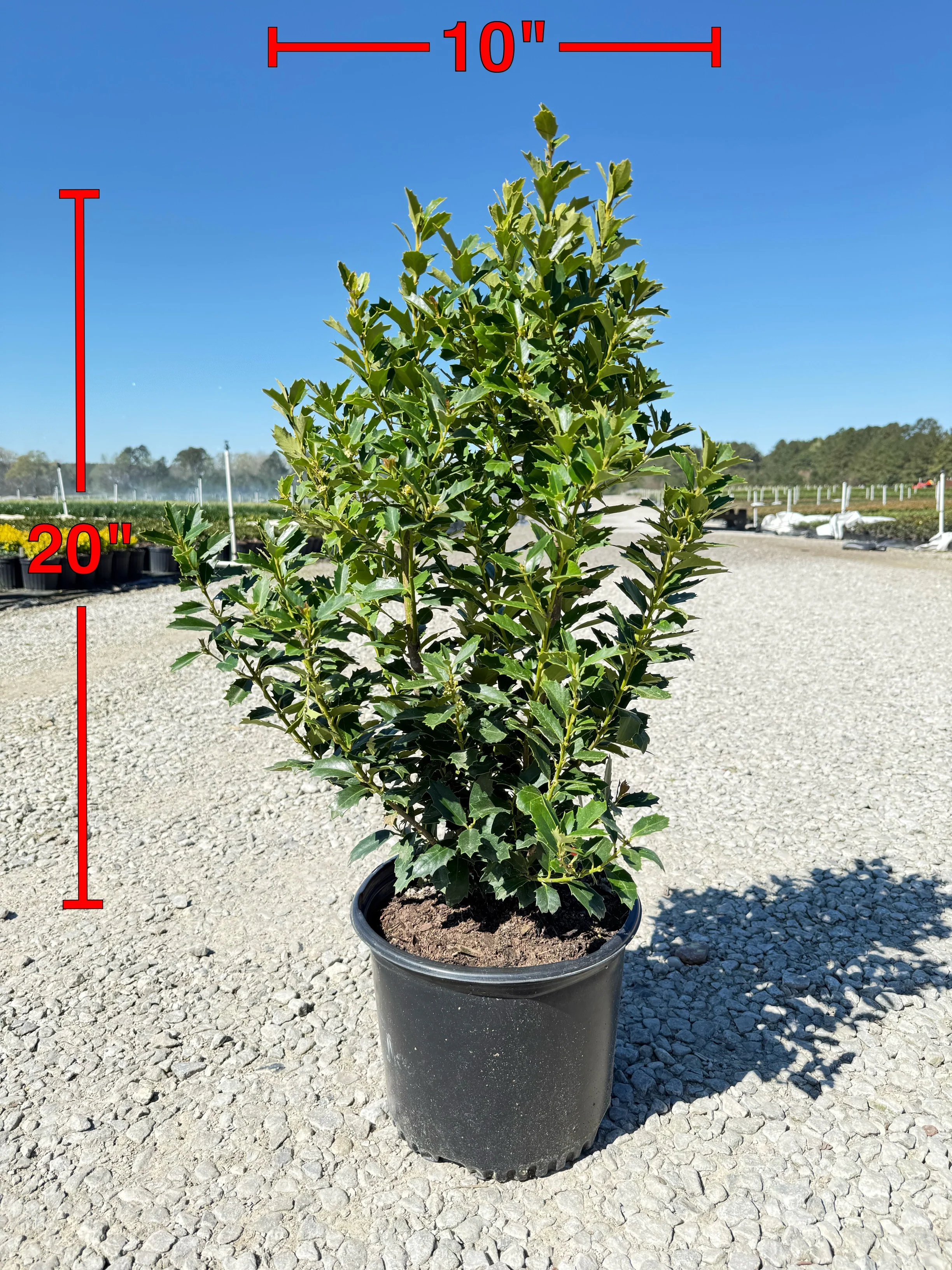 Oakland Holly