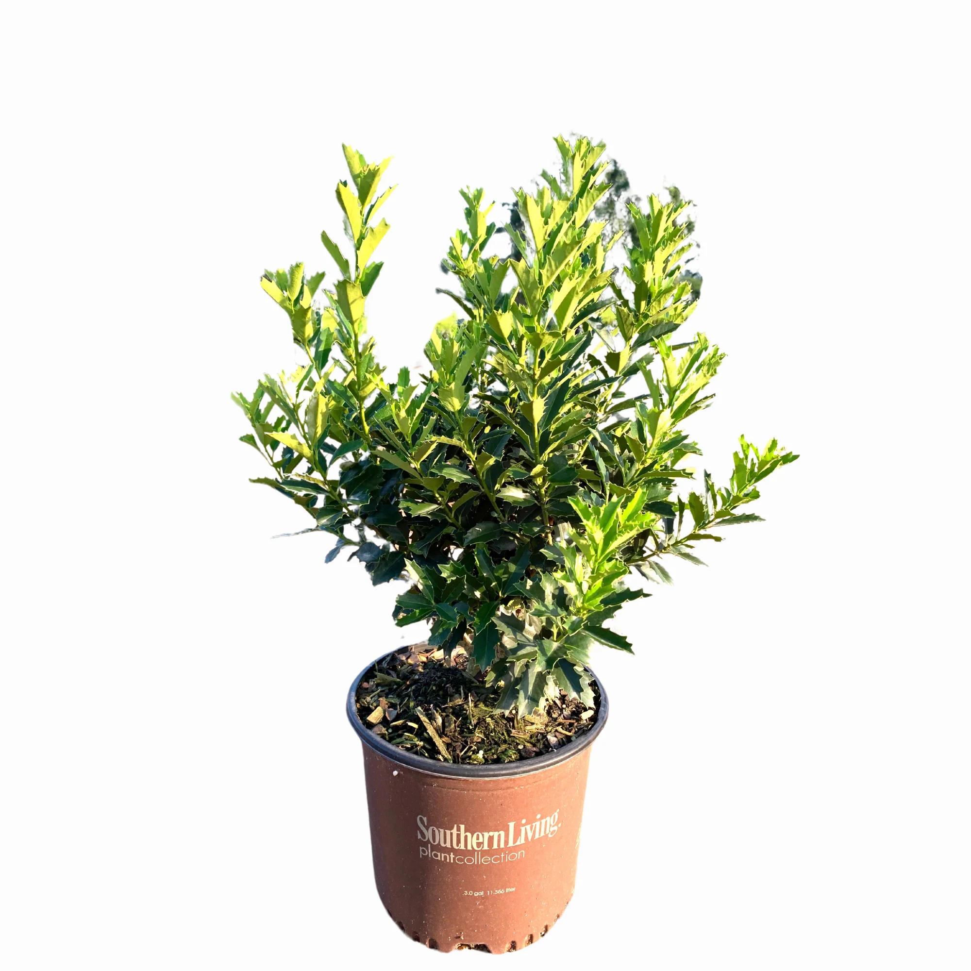 Oakland Holly - Image 2